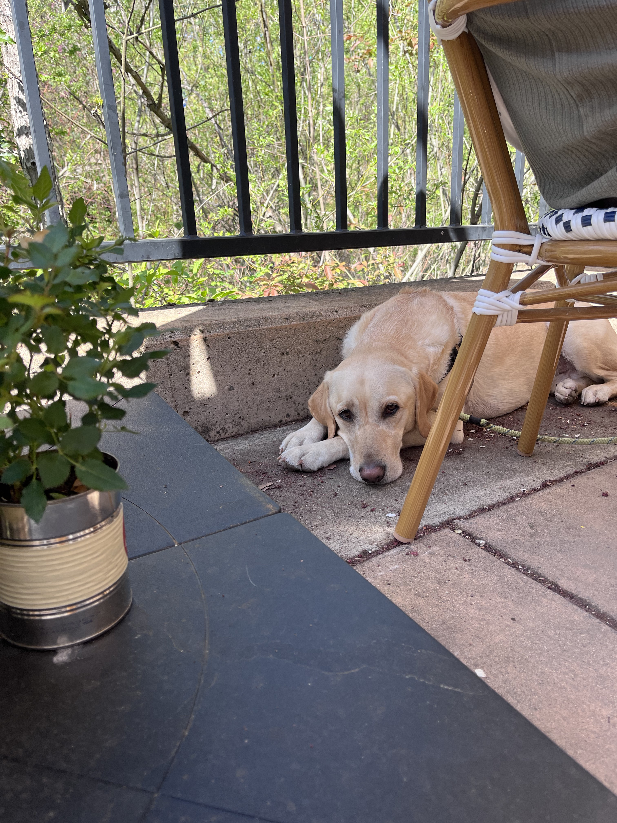 A yellow Labrador retriever dog lying on a concrete surface on a balcony or porch, next to a bamboo chair with gray and white cushion, near a black metal railing and green foliage in the background.