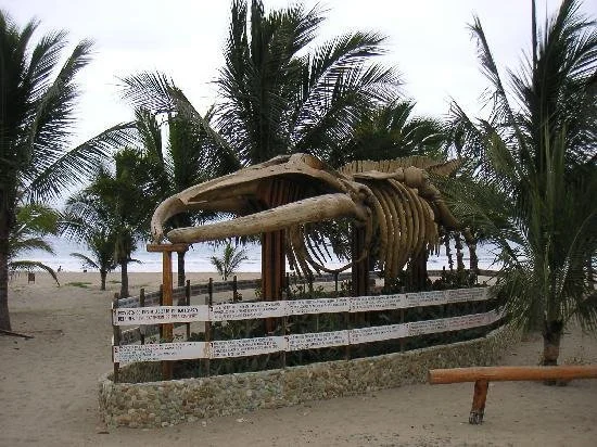 whale-skeleton.jpg