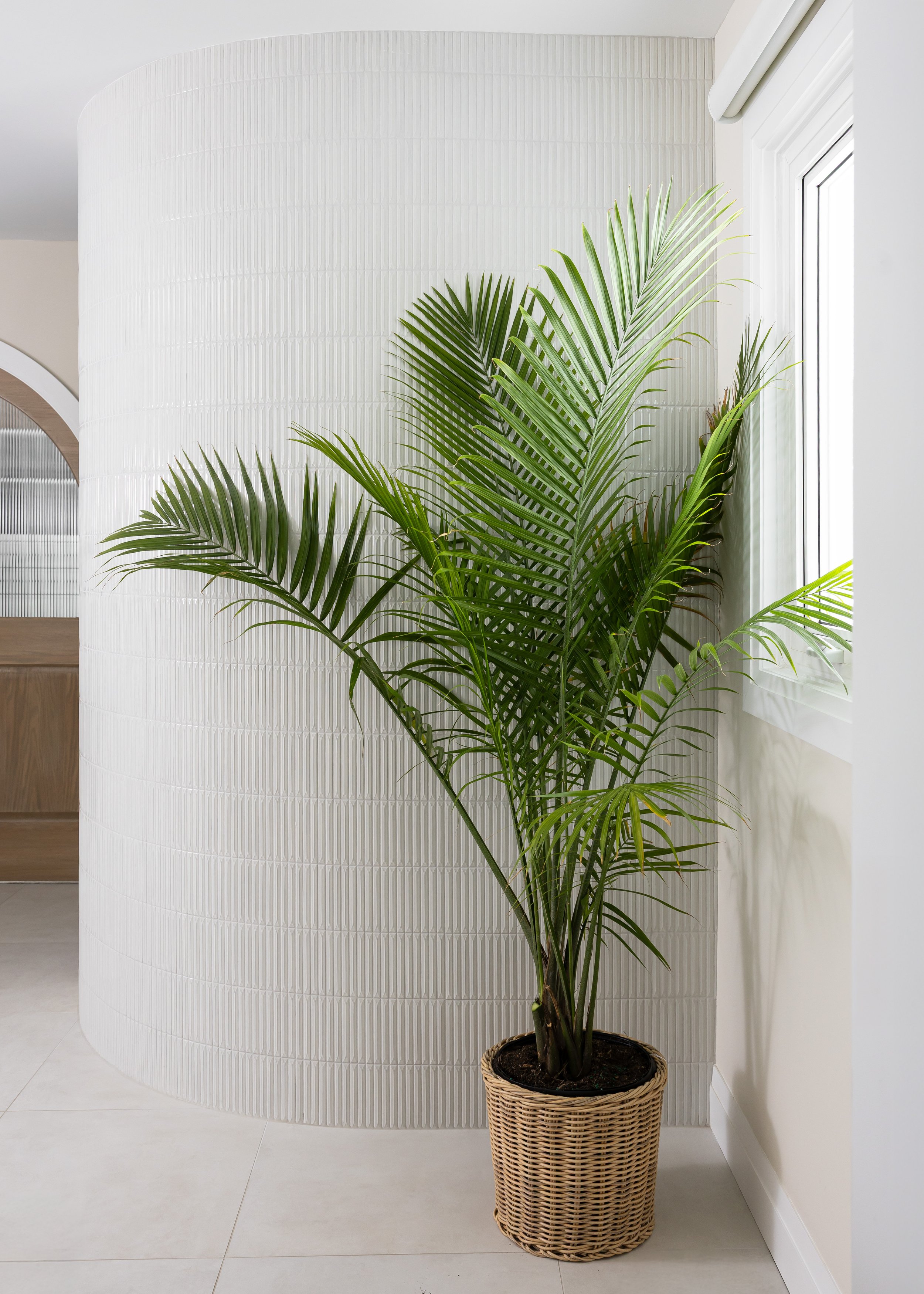 "Indoor palm in woven rattan planter next to custom curved tile shower wall with vertical white textured tiles, in modern minimalist bathroom with natural light"