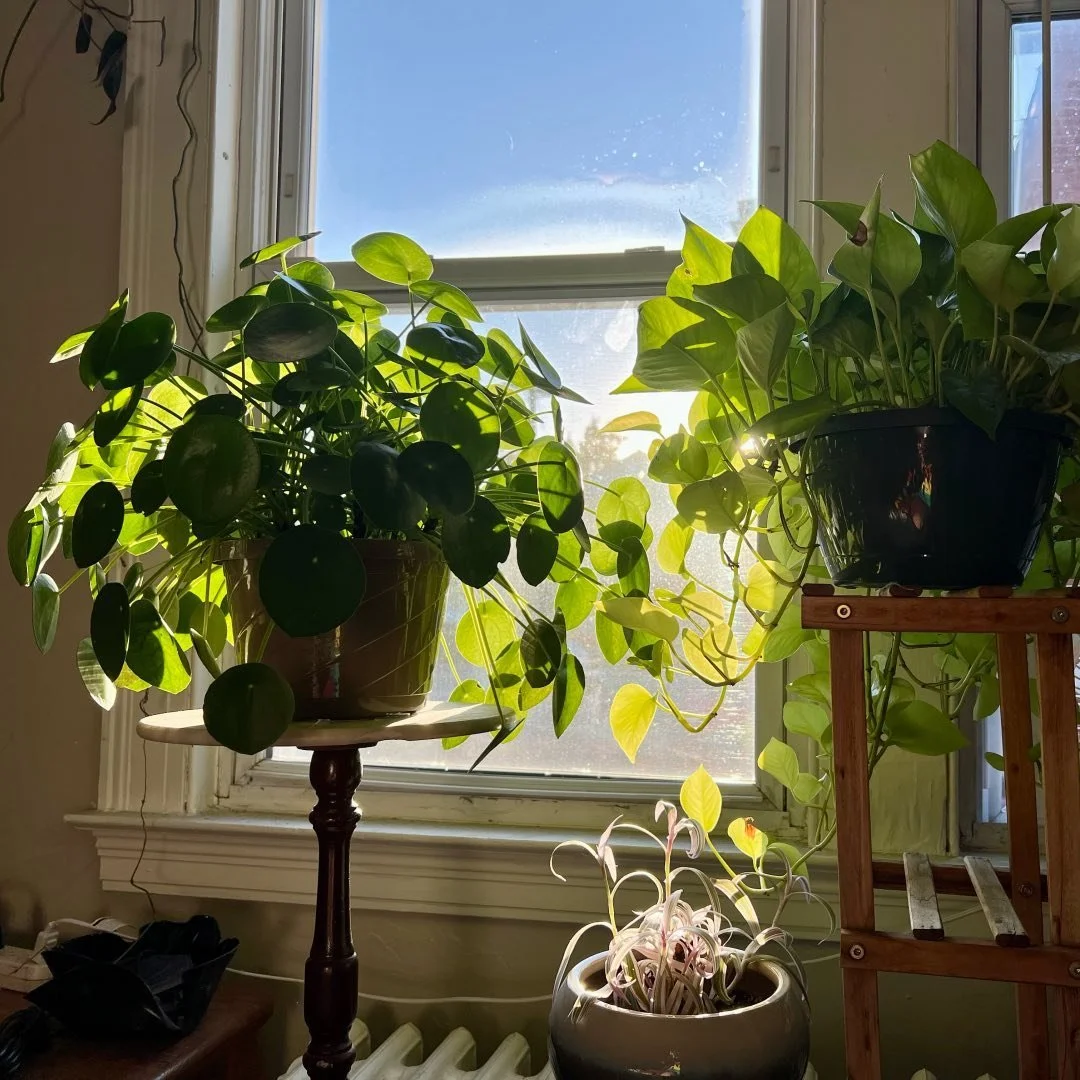 Hey world 🌷 my name is Sophia and I&rsquo;m very excited to introduce my new business Plant 🪴 Nanny. Located in Hartford, CT, I am here for any and all of your plant needs! DM for details 🌻
.
.
.
#plantnanny #house #plants #plantcare #smallbusines