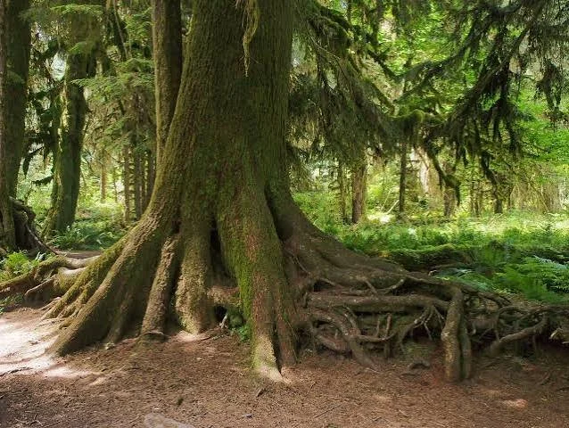 Standing on the Roots of Those Who Came Before Us