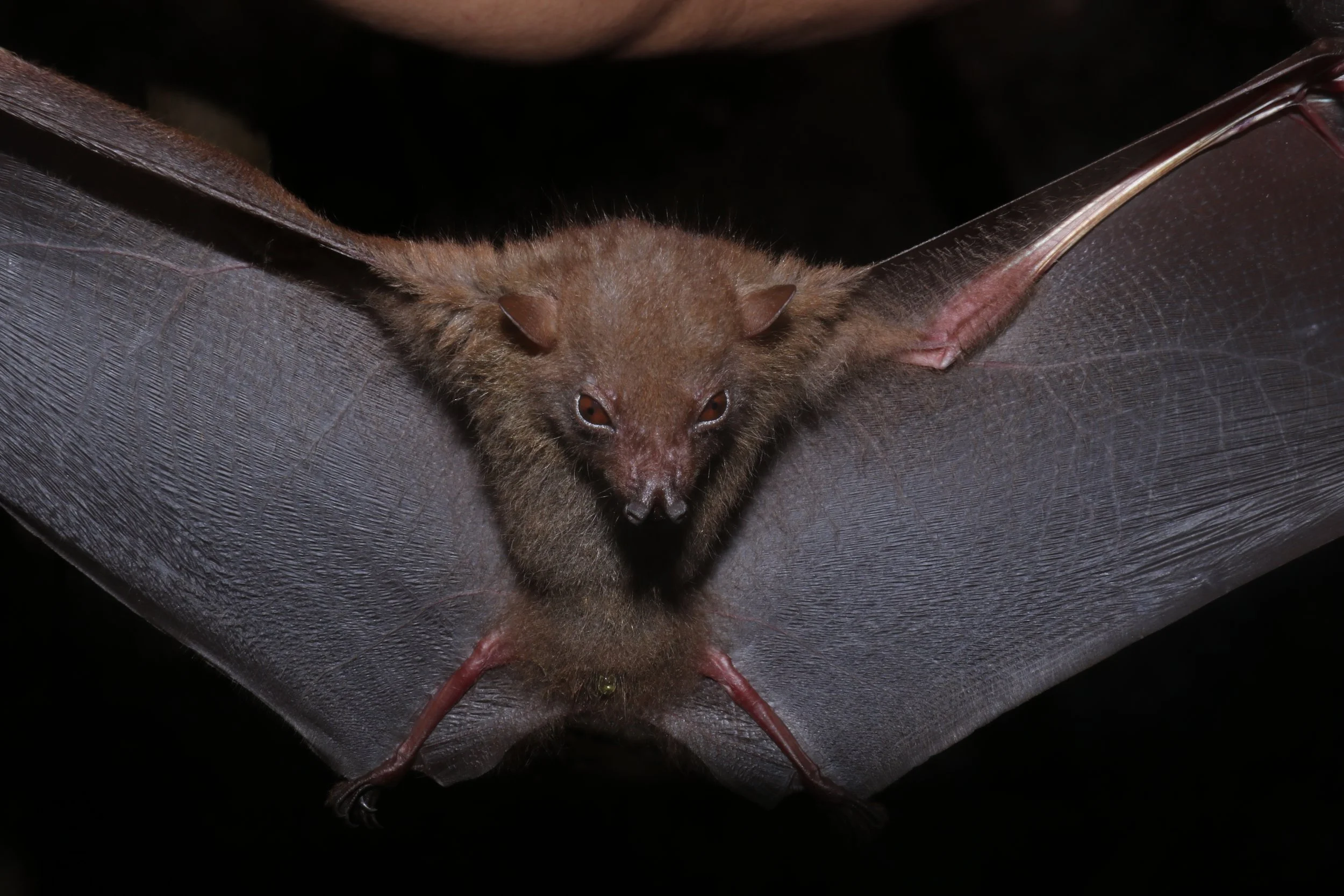Haplonycteris sp. A; Undescribed Sibuyan Endemic Fruit bat.
