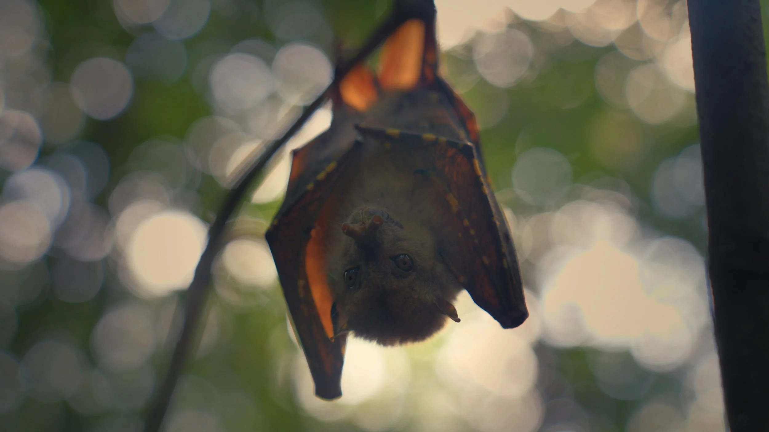 Nyctimene rabori (Philippine tube-nosed fruit bat); Endangered (IUCN Red List); Endemic to Negros, Cebu, and Sibuyan.
