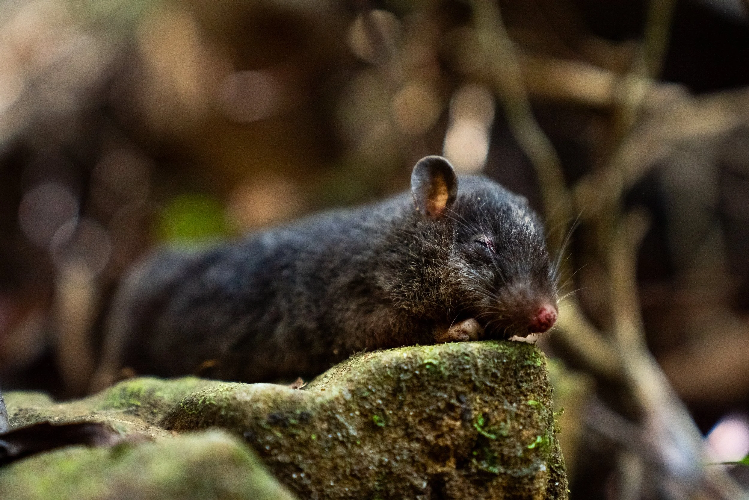 Chrotomys sibuyanensis (Sibuyan Striped Shrew Rat); Data deficient (IUCN Red List); Sibuyan Endemic known from only two specimens.
