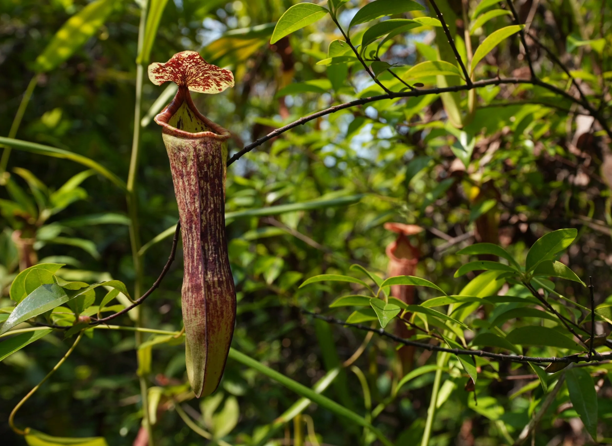 Sibuyan Endemic Pitcher Plant