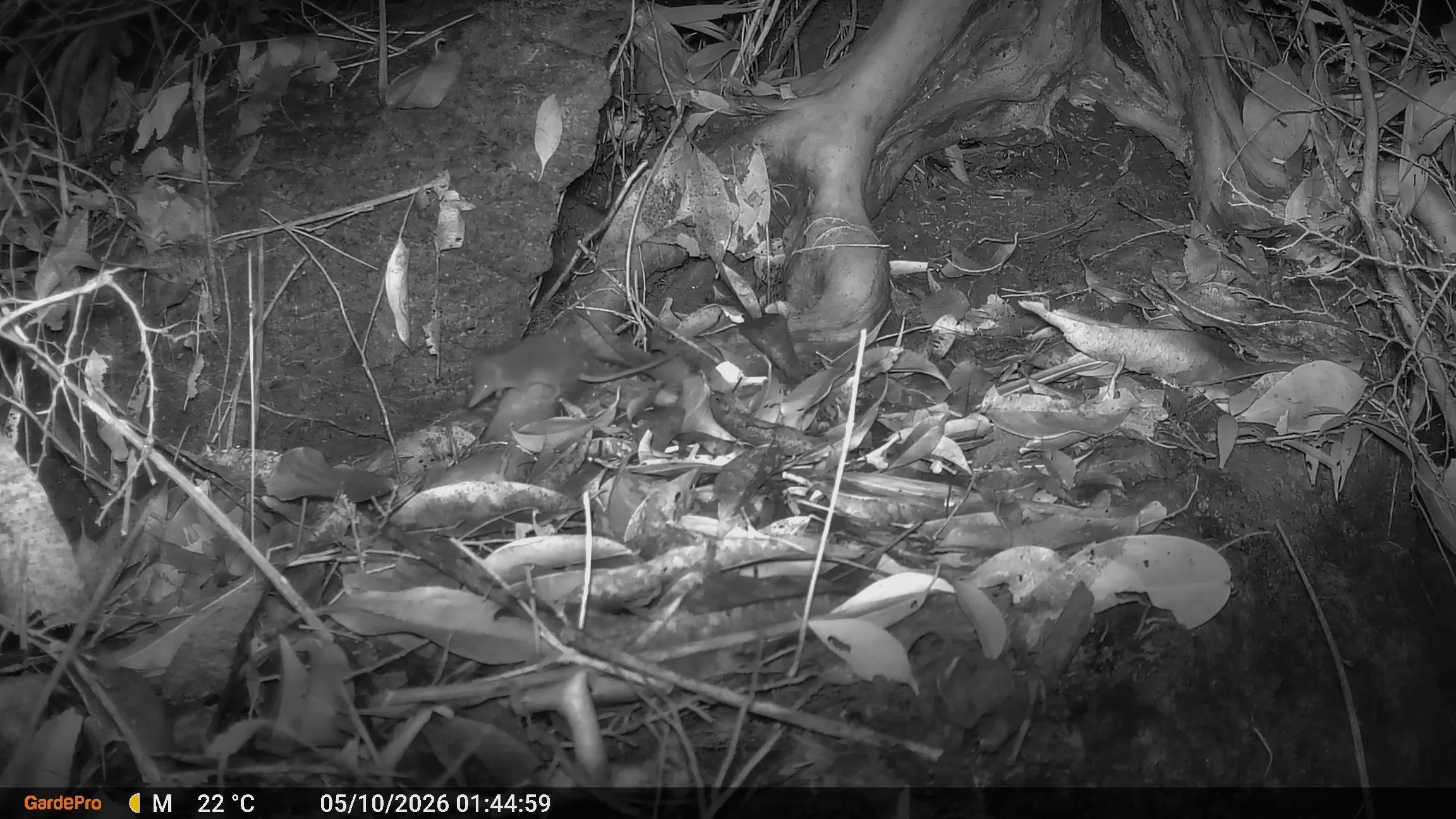 Crocidura ninoyi (Sibuyan Shrew); Data deficient (IUCN Red List); Sibuyan Endemic known from only two specimens; Named after Benigno "Ninoy" Aquino Jr., a Filipino senator.