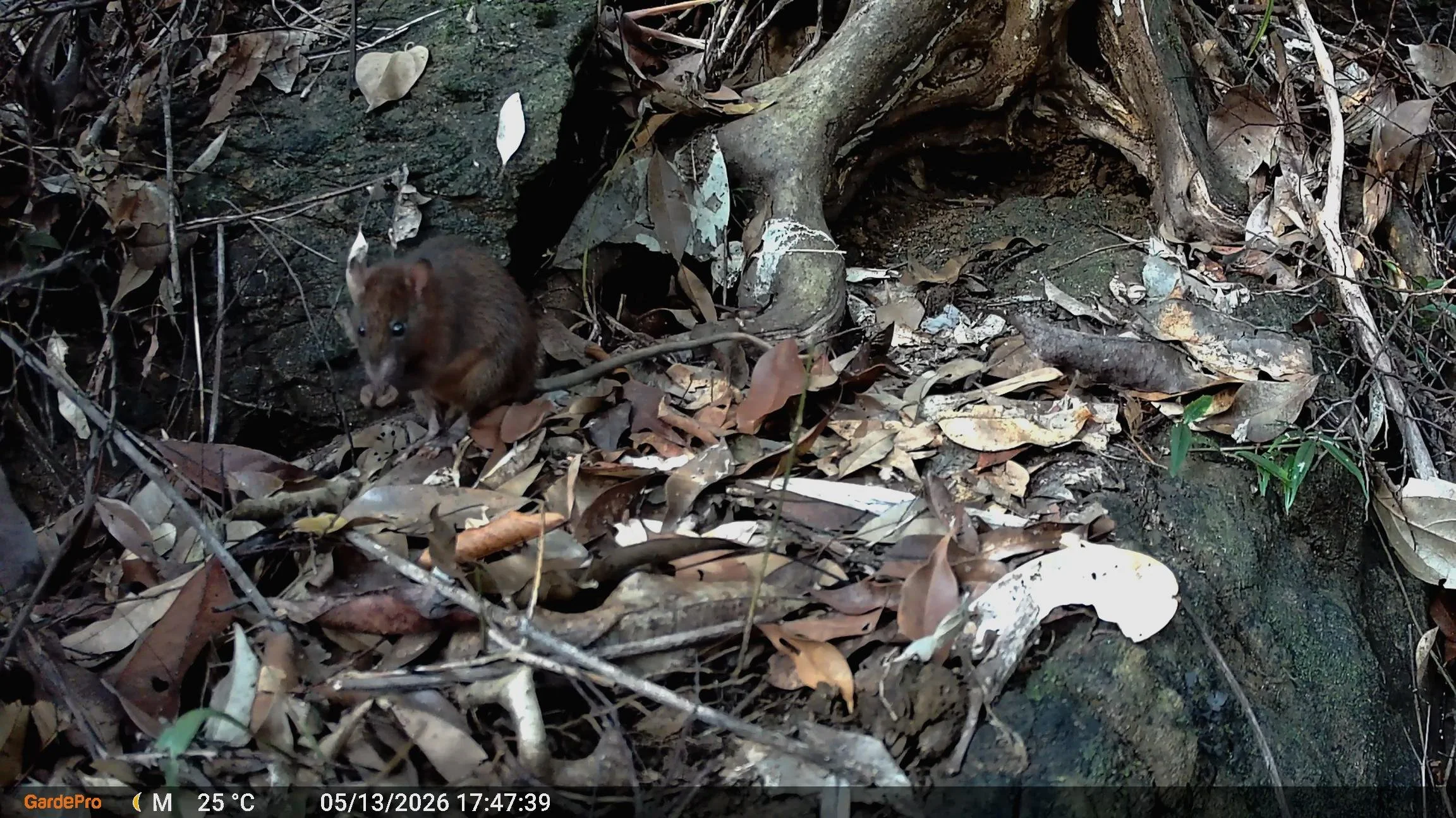 Rattus everetti (once described will be a new genus); Undescribed Sibuyan Endemic forest rat.