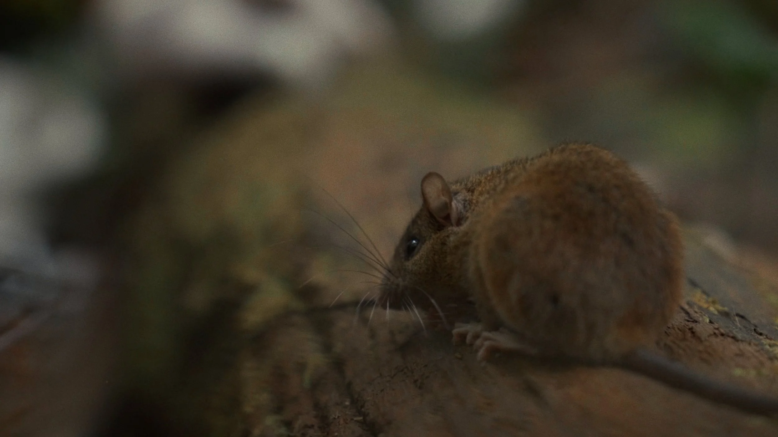 Apomys sp. B; Undescribed Sibuyan Endemic forest mouse.