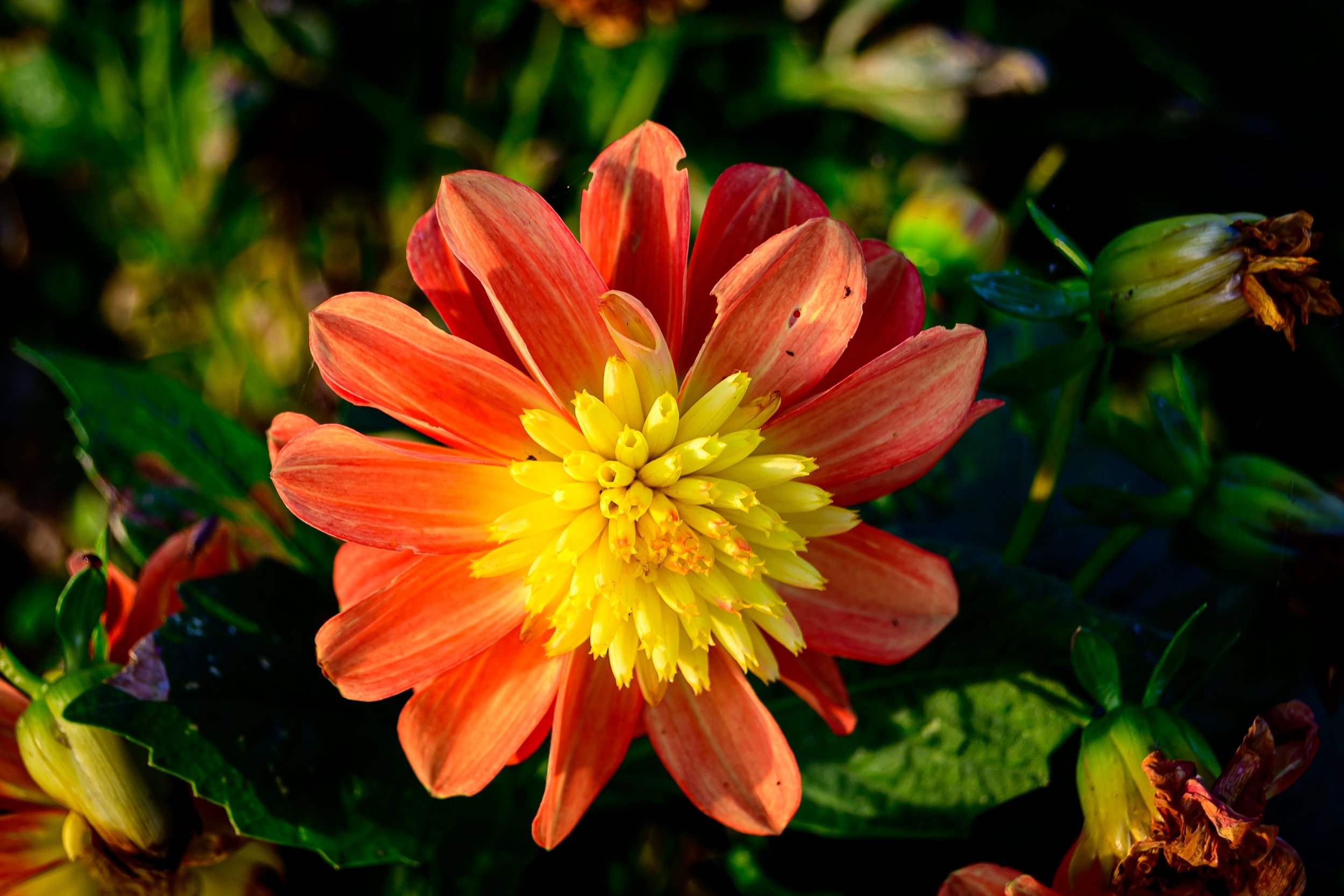 2024.10.23 - Canalside Sunset PT1-16.JPG