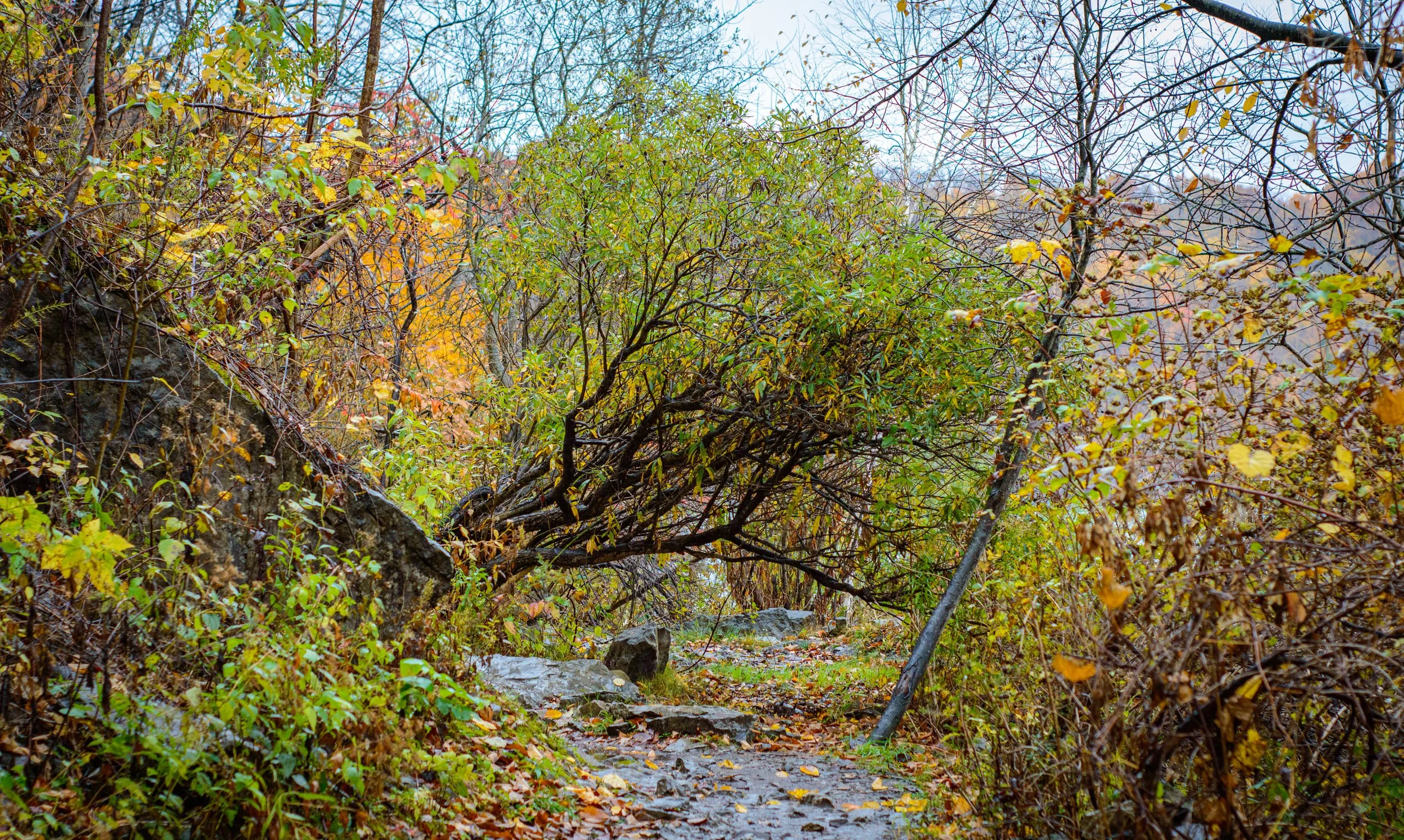 2023.10.29 - NIagra Gorge Rim trail (9 of 14).JPG