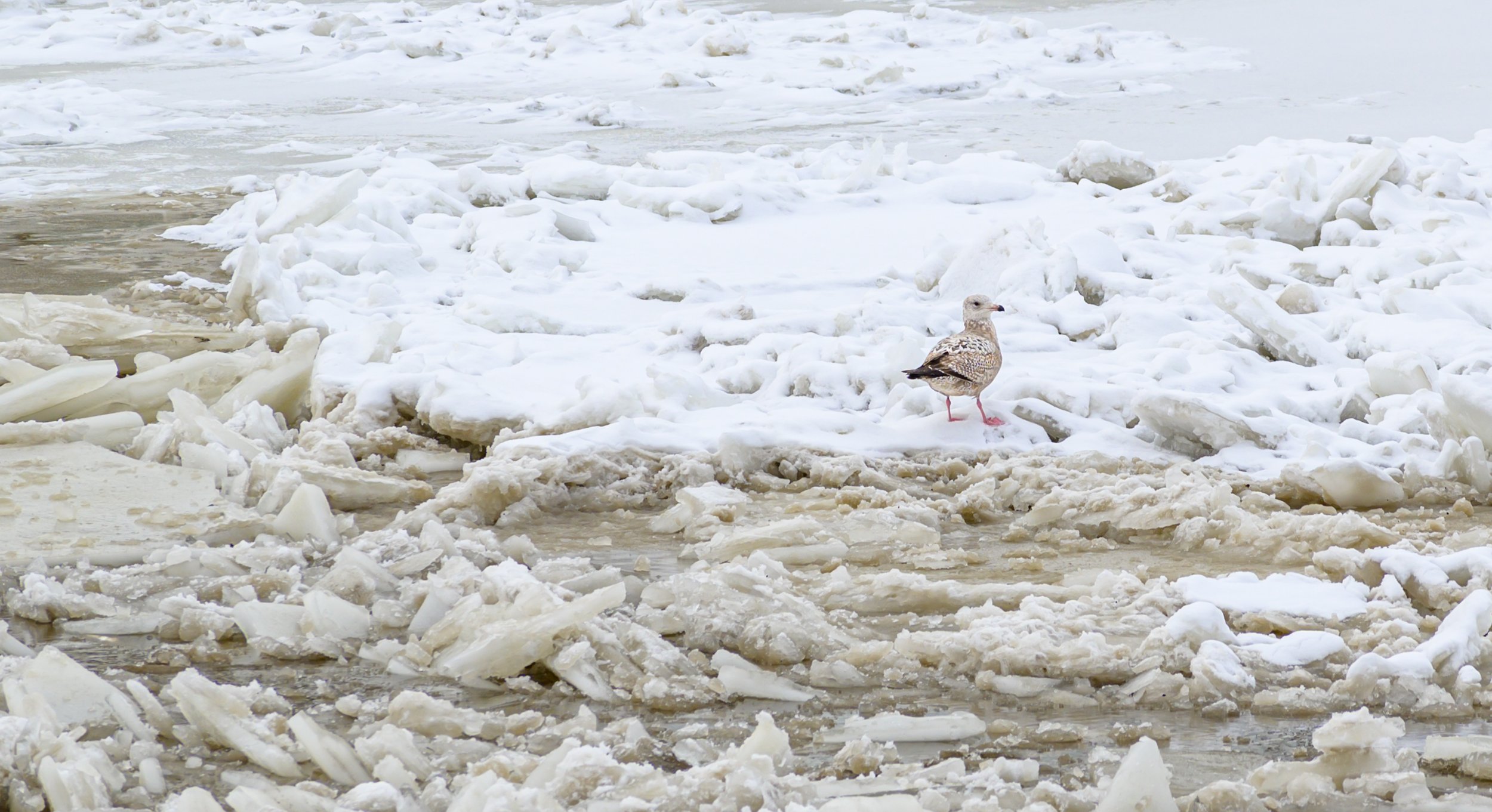 That's a deep snow pile-15.JPG