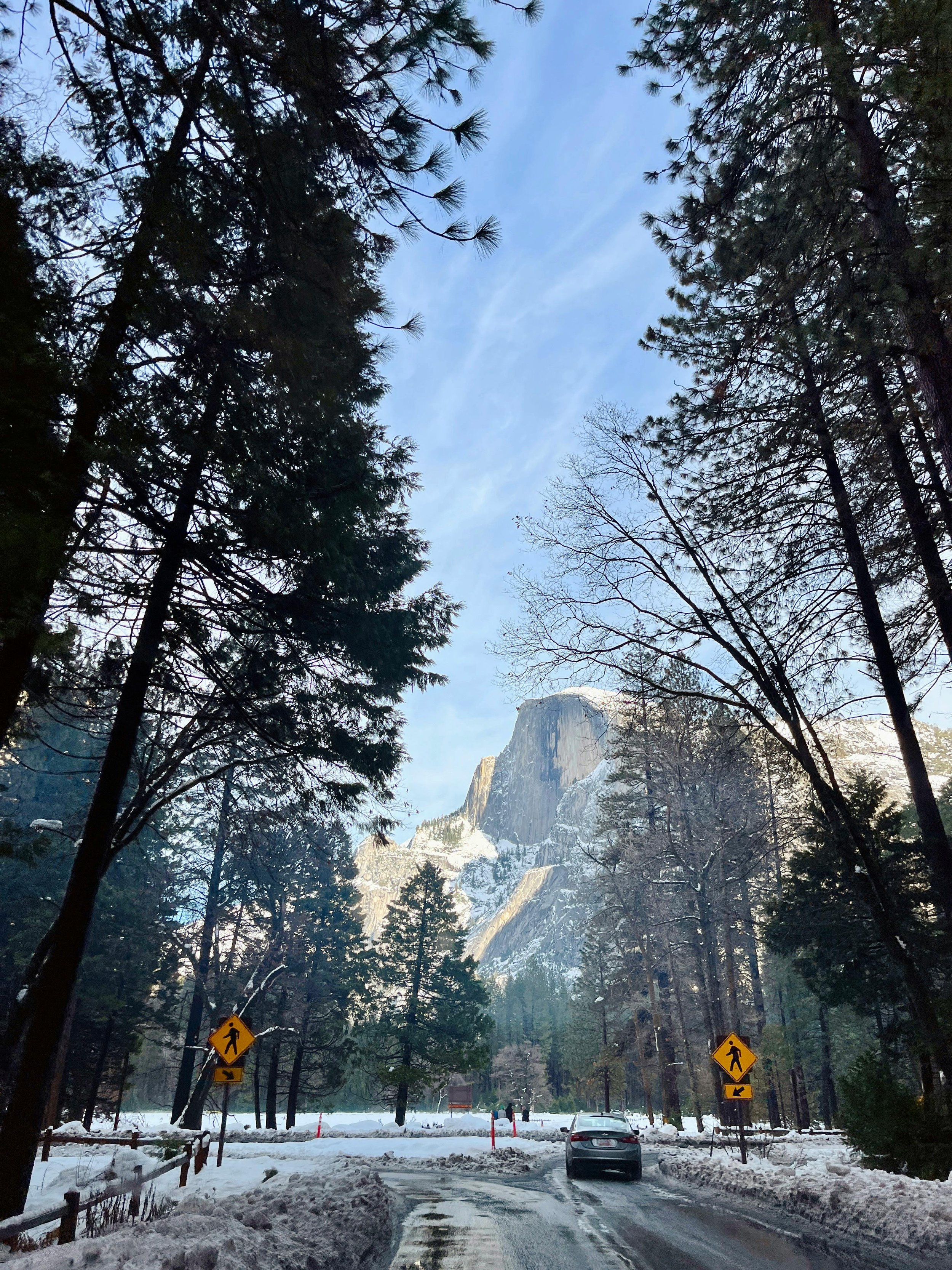 Hiking in Mariposa Grove: "Hiker standing among towering giant sequoias in Mariposa Grove, highlighting the majestic trees of Yosemite