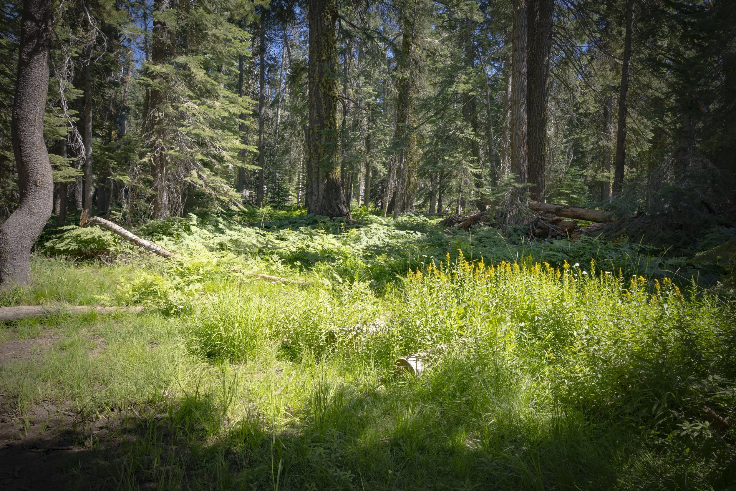 A lush green forest with tall trees, dense foliage, and bright sunlight filtering through the leaves.