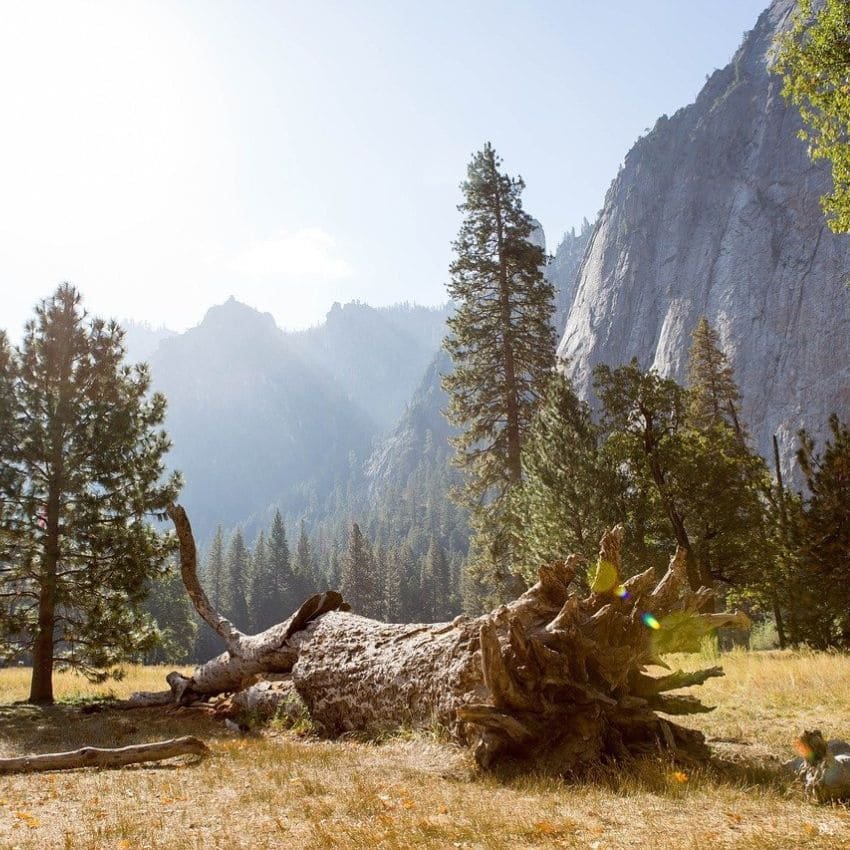 Sunlit Meadow with Fallen Tree in Yosemite National Park.jpg