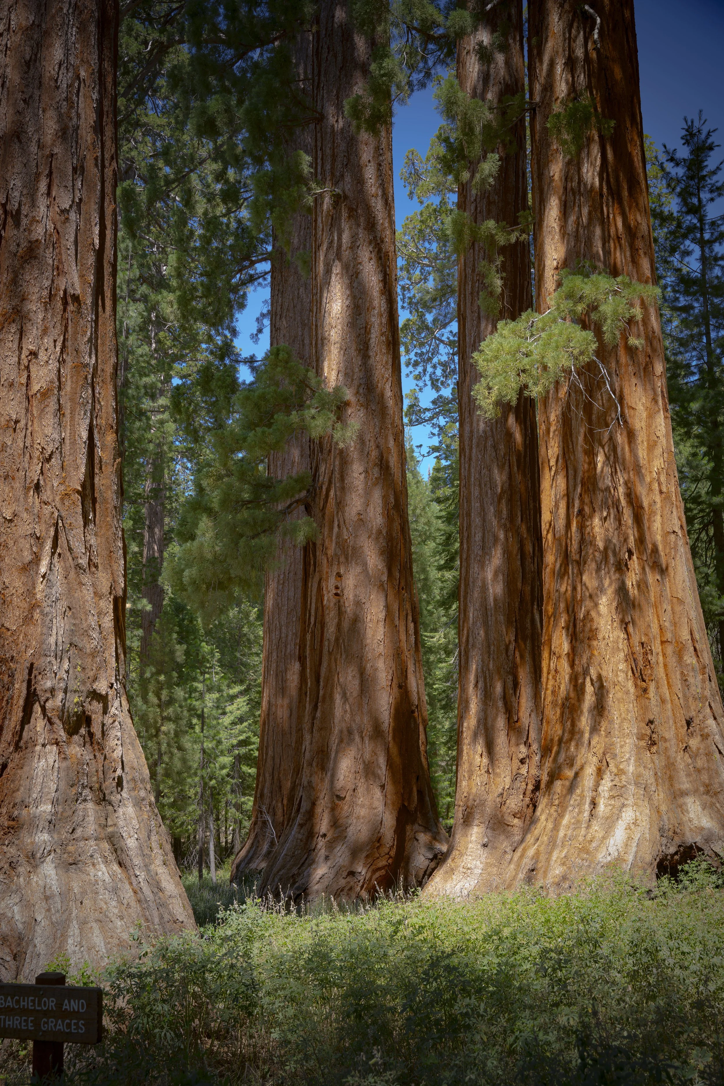 Close-up of three giant sequoia trees with thick, reddish-brown bark and green foliage, in a lush forest with a blue sky overhead.