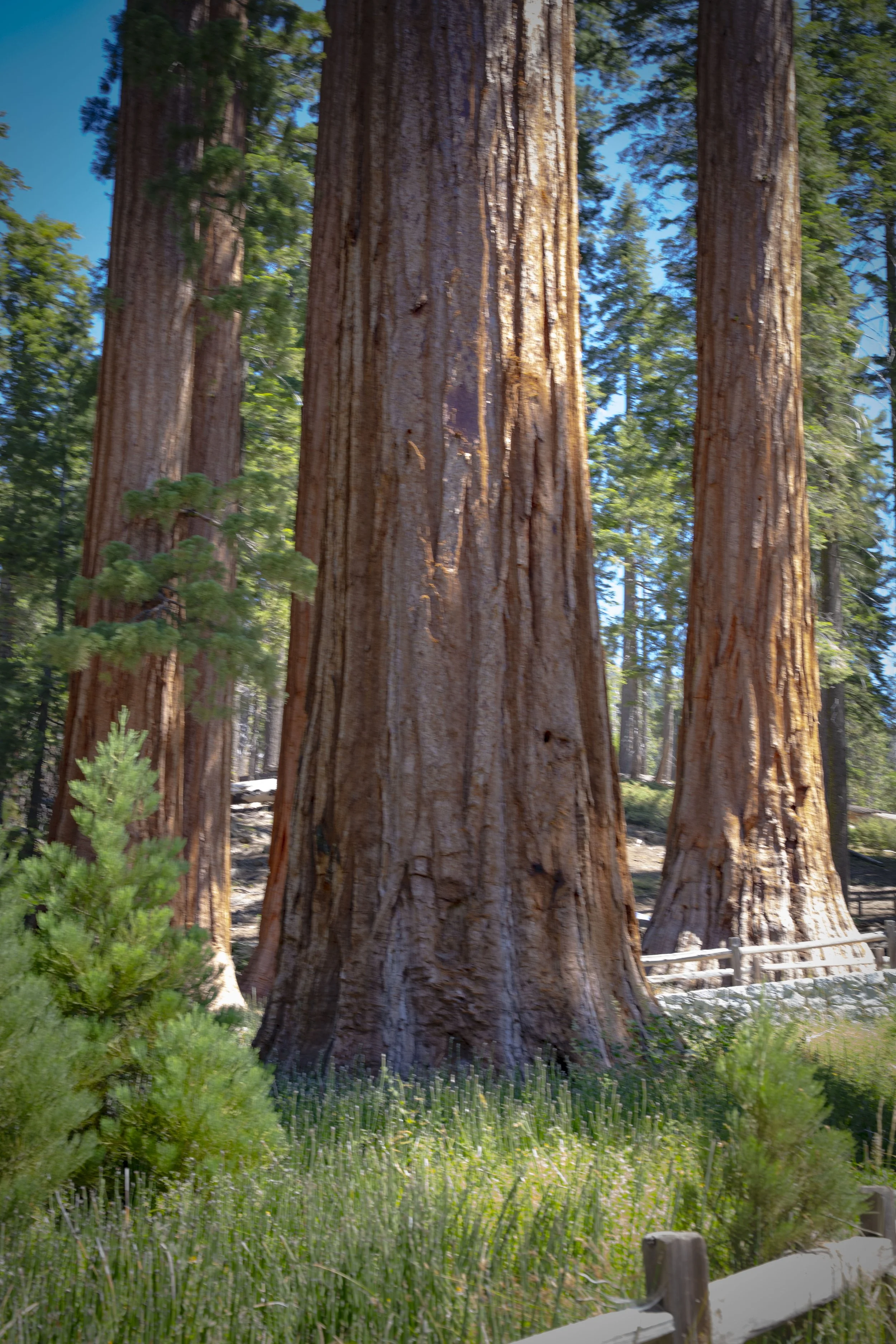 Close-up view of giant sequoia trees with thick trunks and green foliage in a forest.