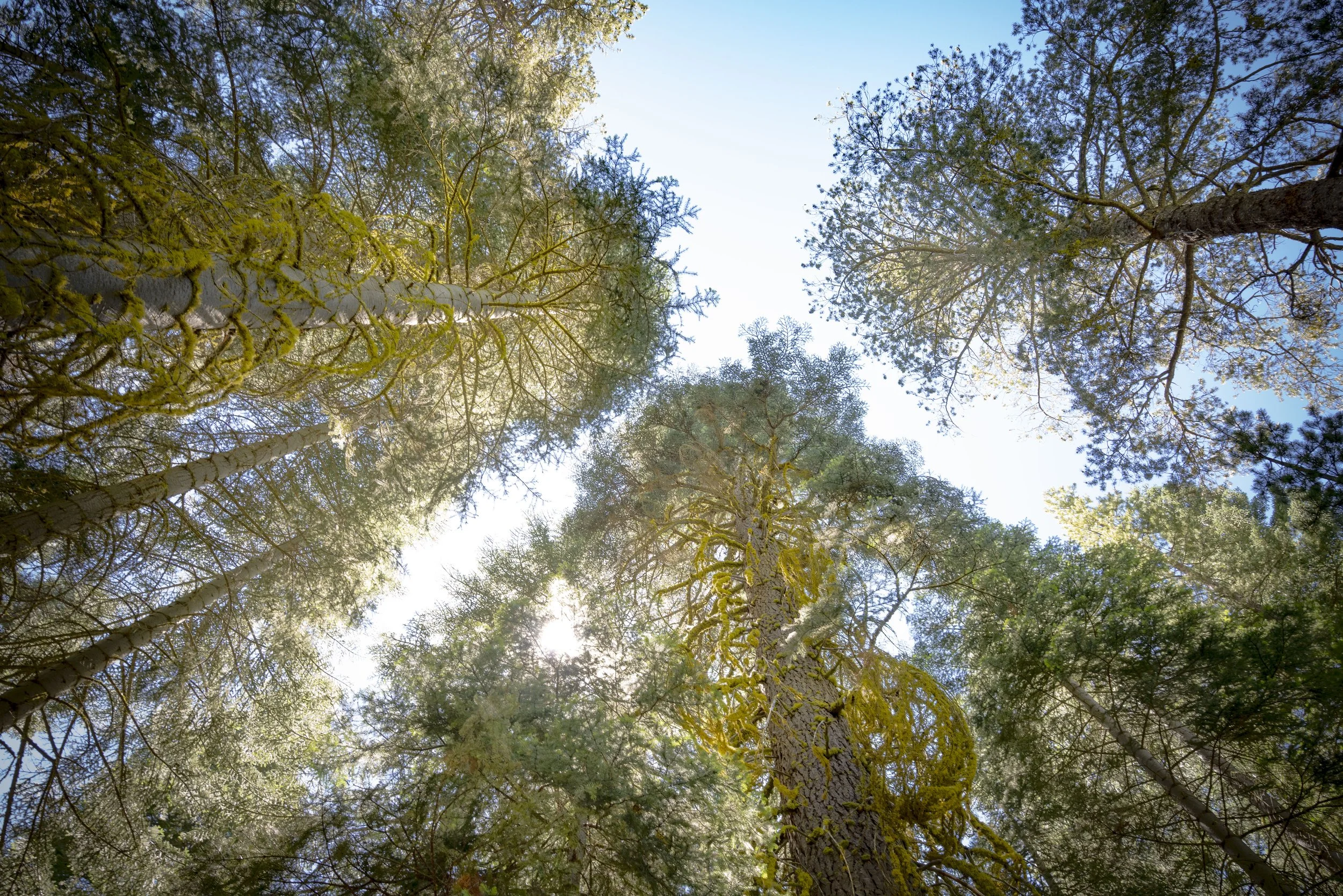 Looking up at tall trees in a forest with sunlight filtering through the branches and leaves.