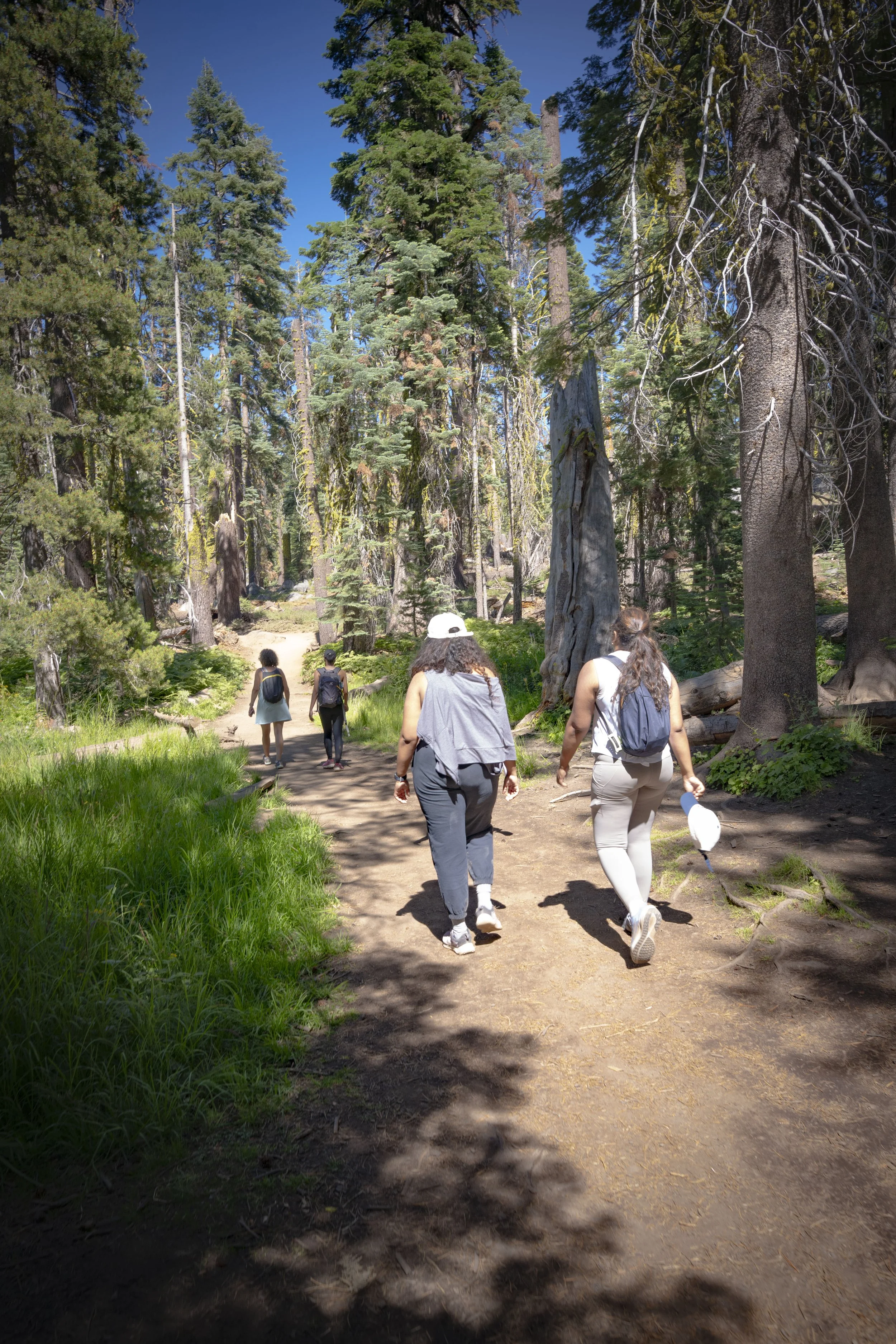 Four women and two children hiking on a dirt trail through a dense forest with tall trees and lush green grass, under a clear blue sky.