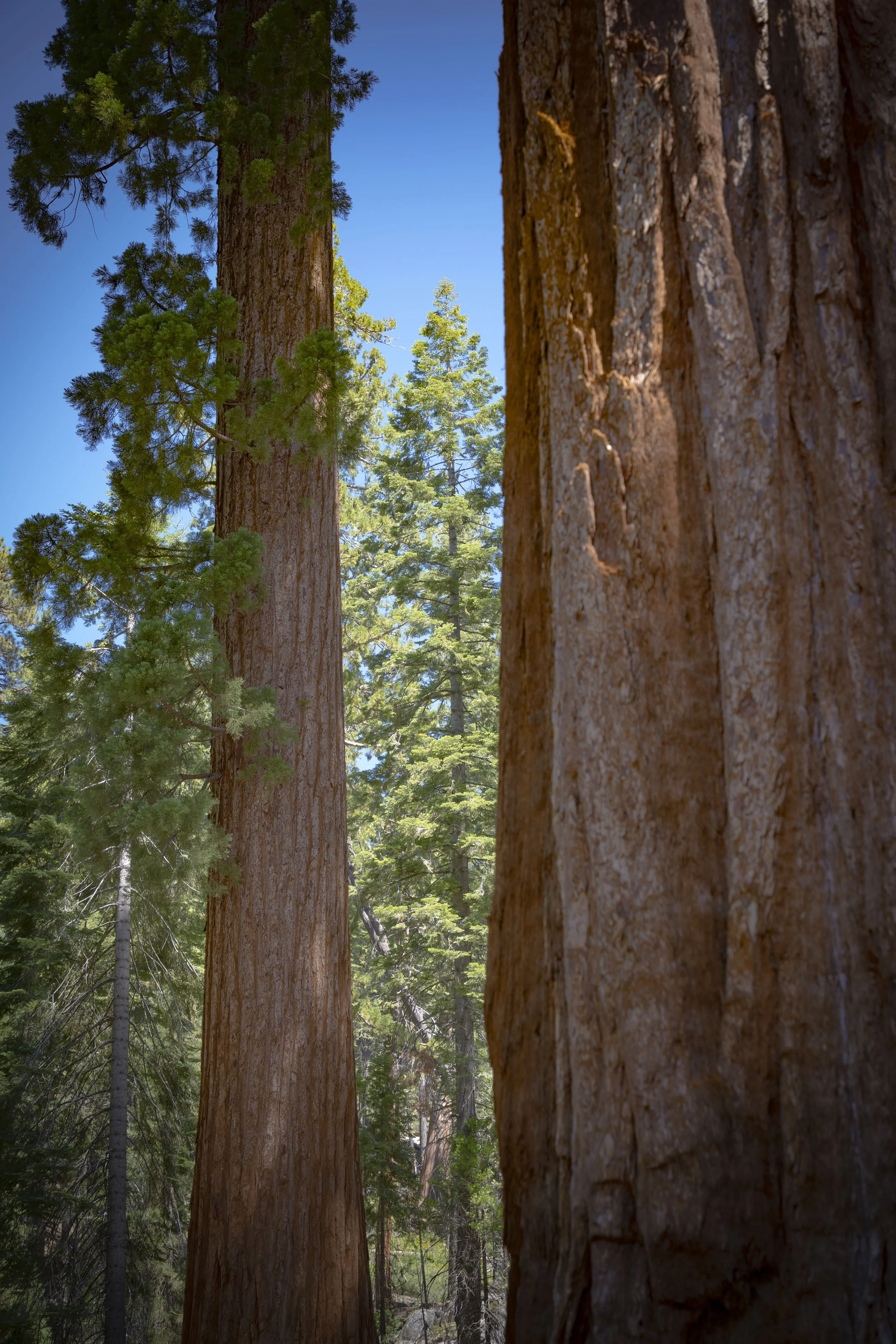 Close-up view of two large redwood trees with textured bark, surrounded by other tall green trees under a clear blue sky in a forest.