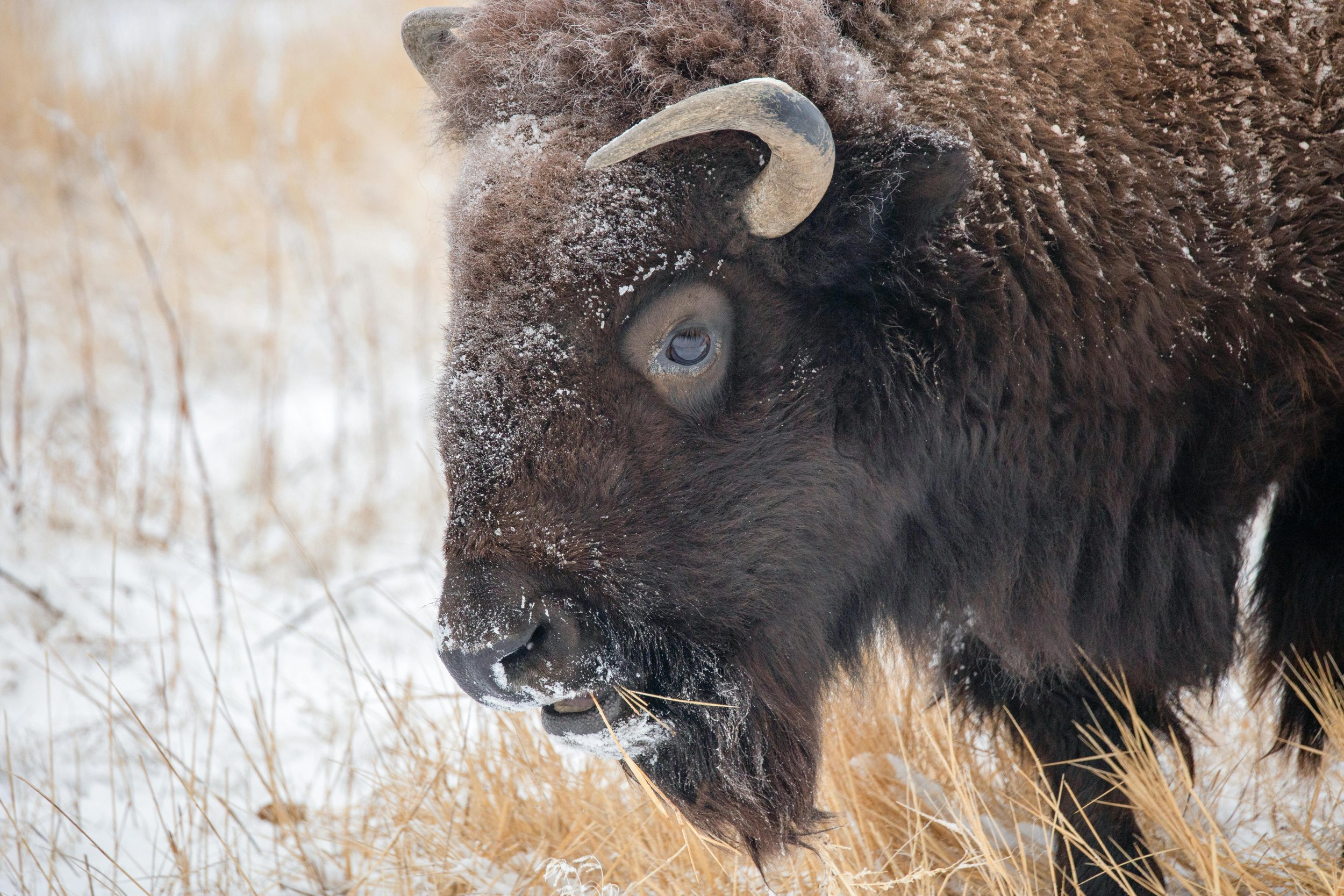Lamar Valley Wildlife: "A scenic view of Lamar Valley in Yellowstone, with bison grazing in the foreground and mountains in the background