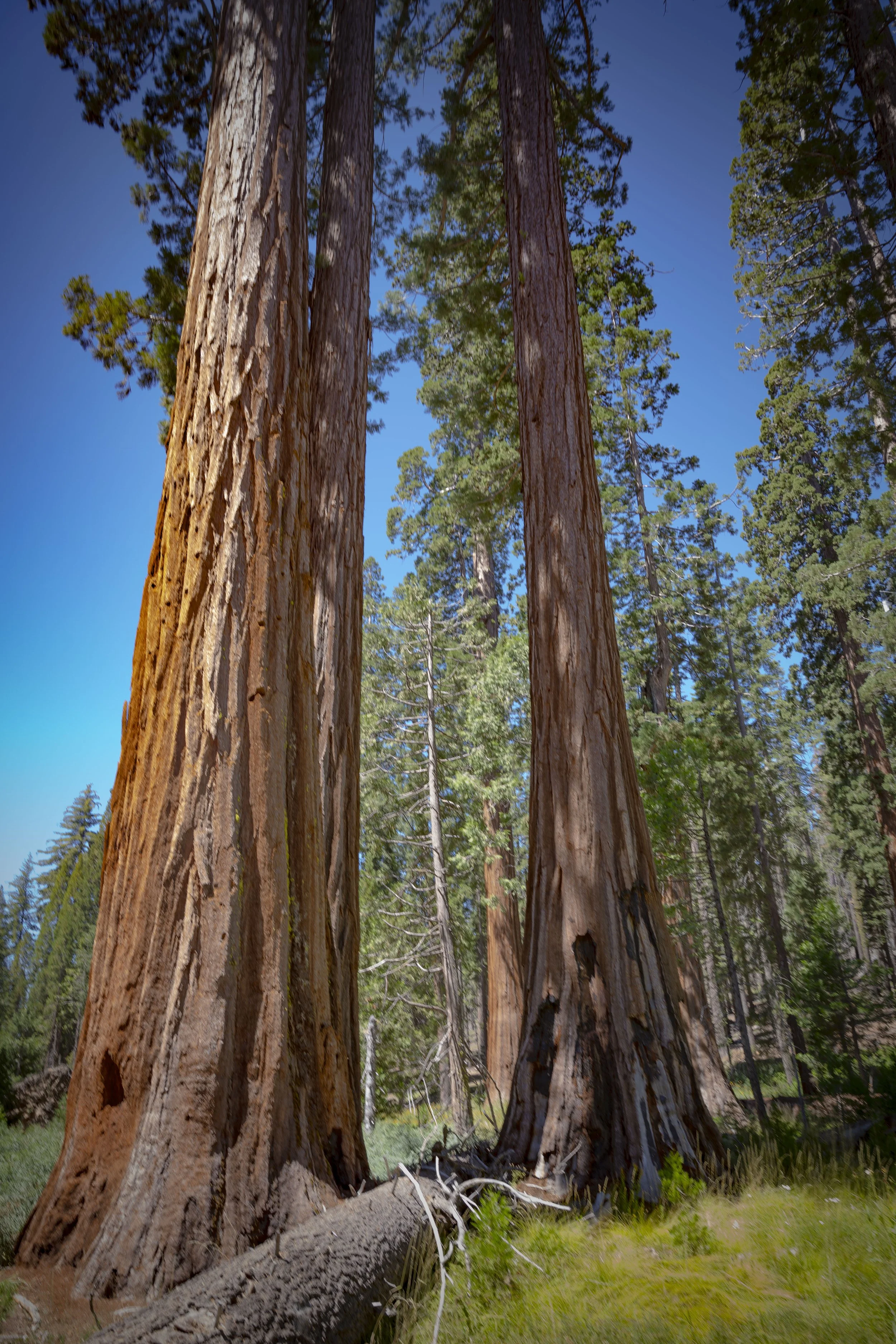 Tall redwood trees in a forest with blue sky and green foliage, some fallen logs on the ground.