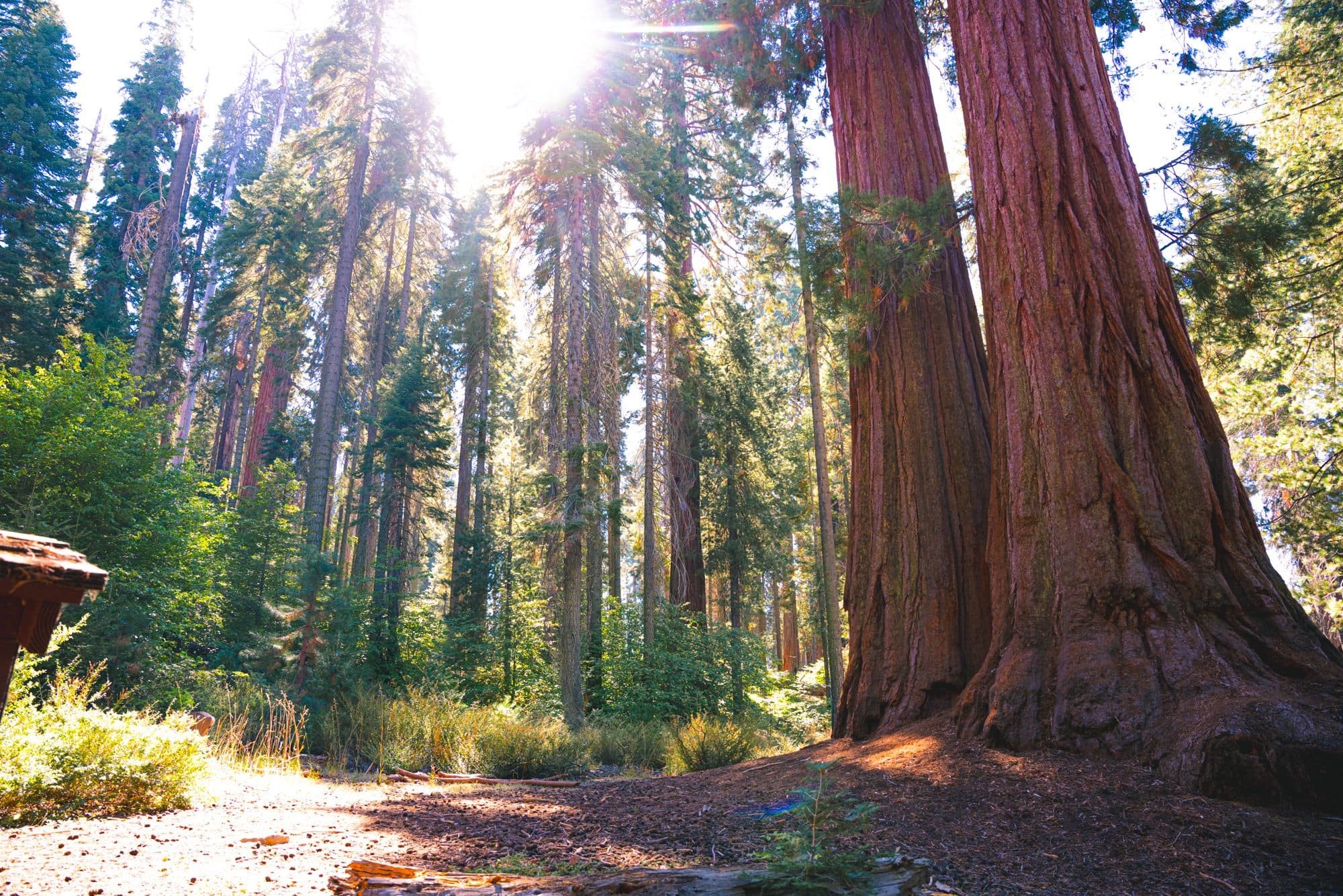 Majestic Giant Sequoia Trees in Sunlit Forest – Sequoia National Park Day Hike View - Sequoia Trip.jpeg