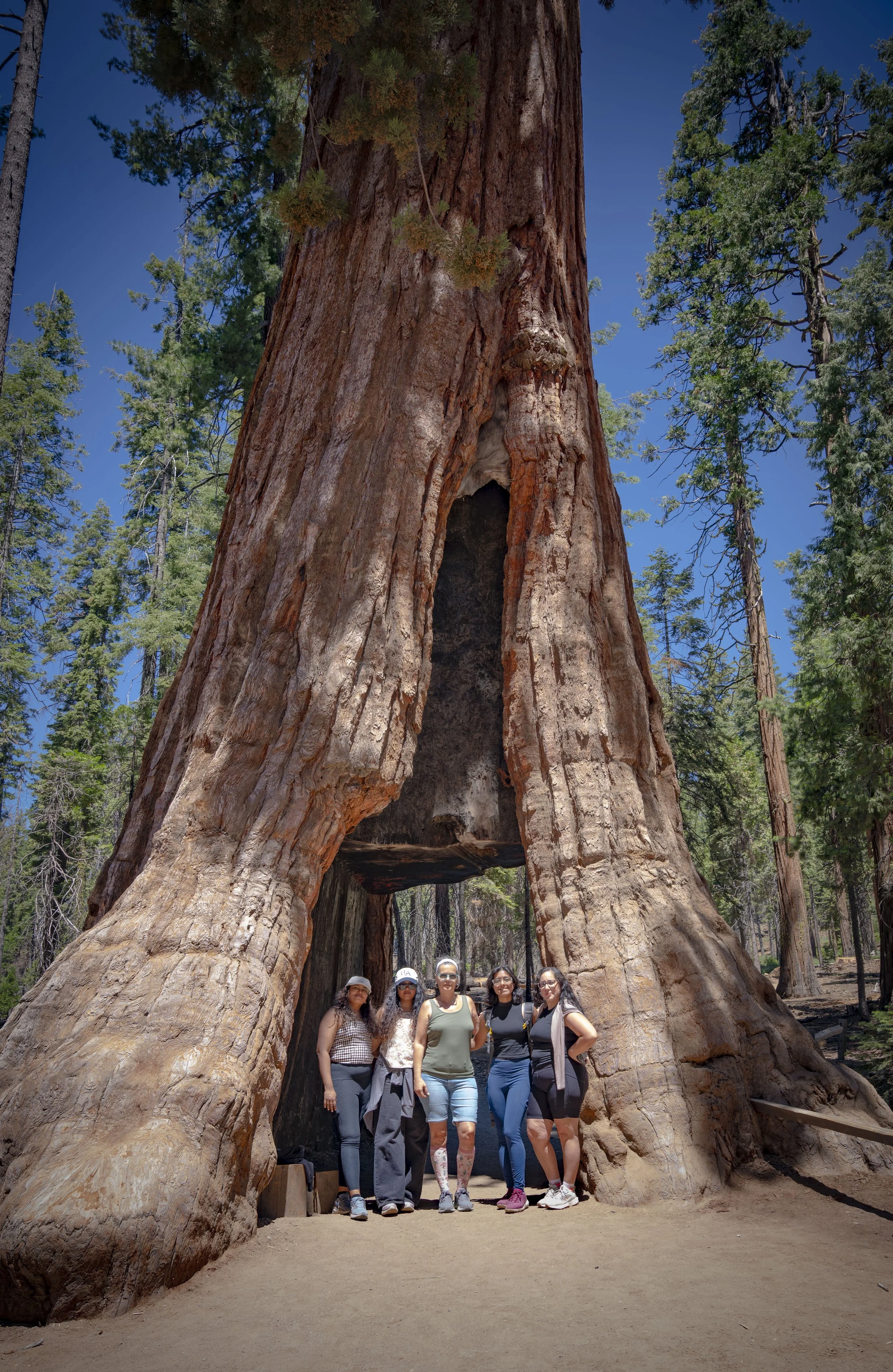 Five people standing under a large sequoia tree with a hollowed-out trunk, surrounded by other tall trees and clear blue sky.