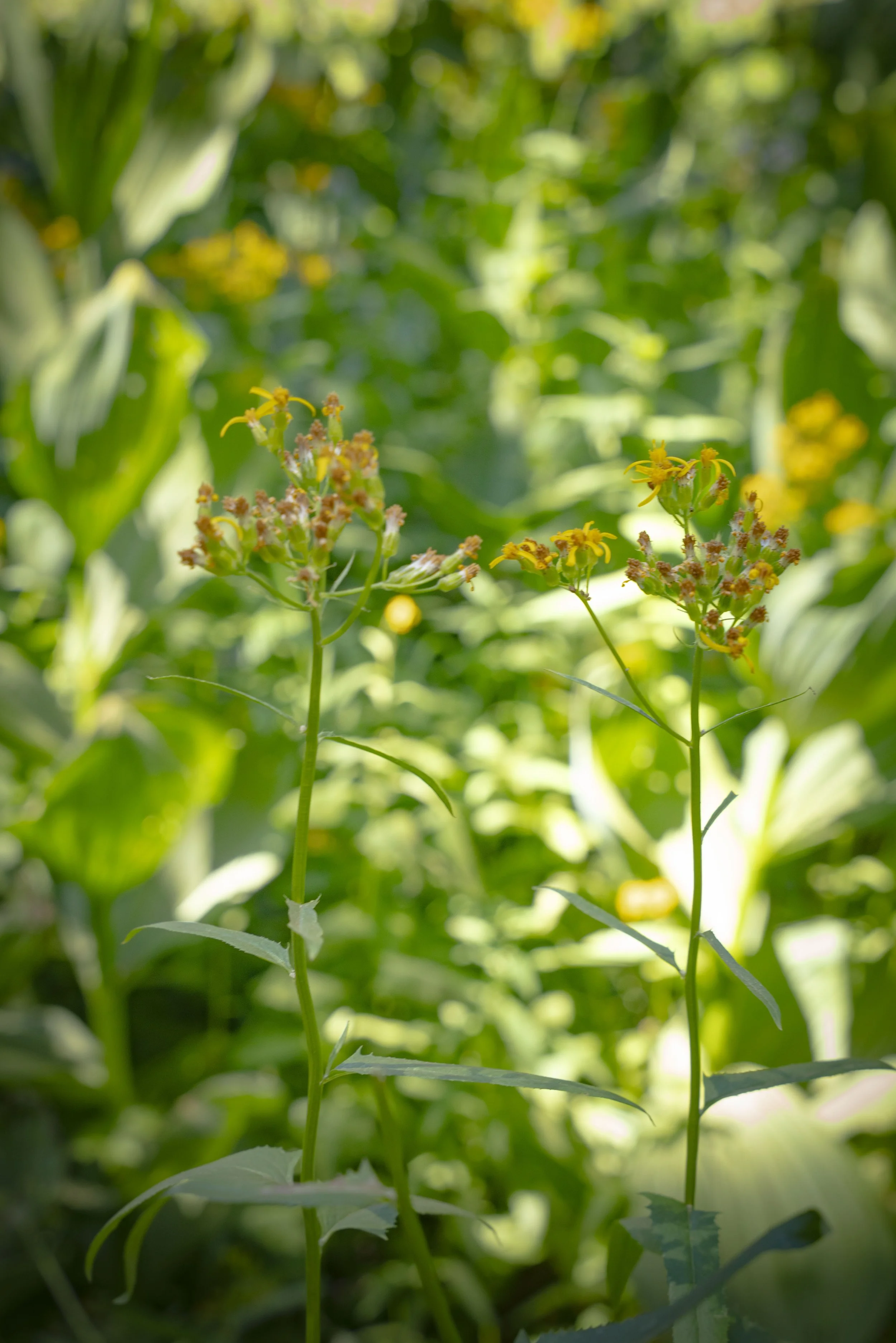 Two yellow flowering plants growing in a green, leafy field.