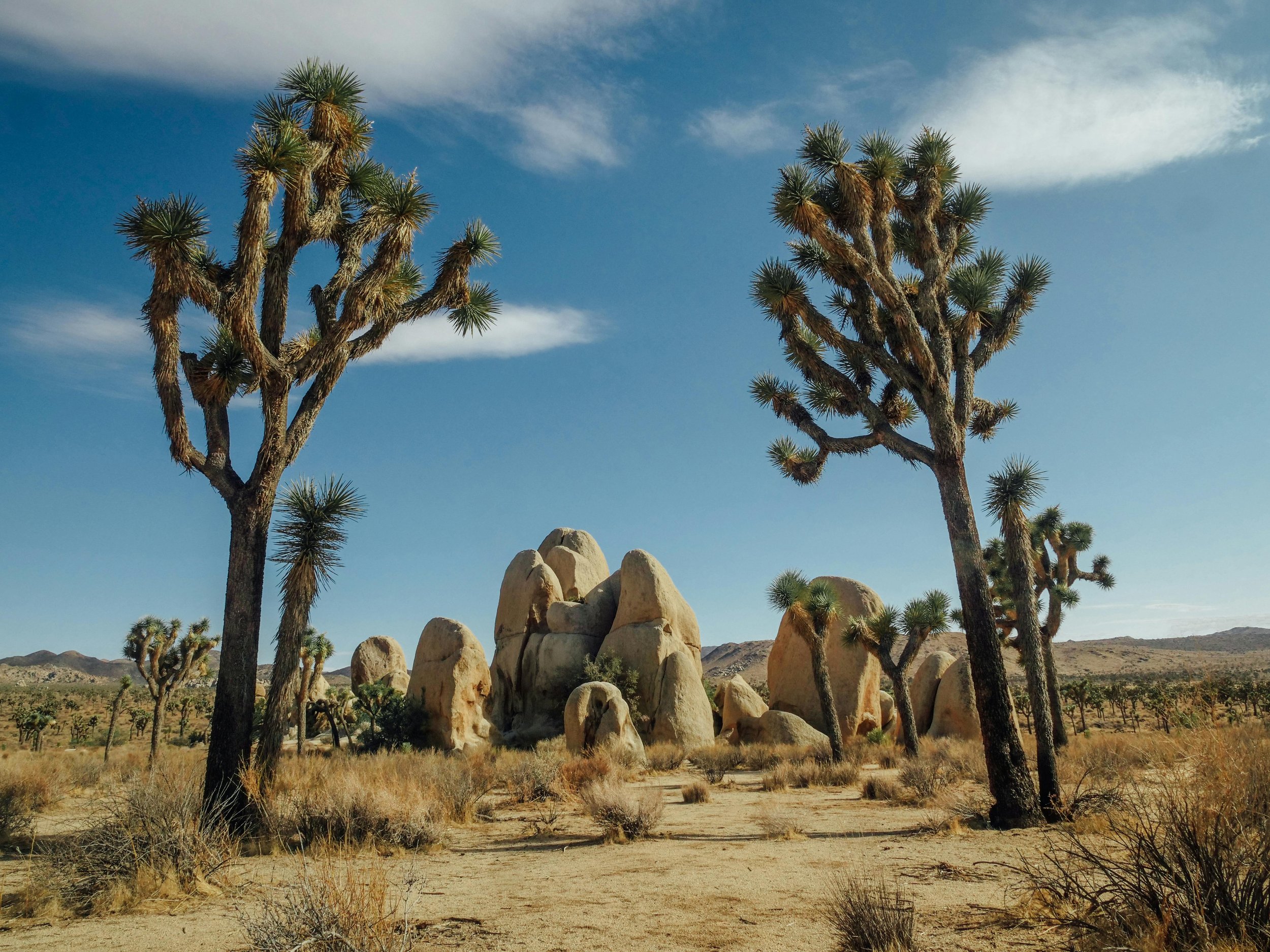 Hiking in Hidden Valley: "Hikers enjoying the scenic Hidden Valley trail, surrounded by towering rock formations and vibrant desert vegetation