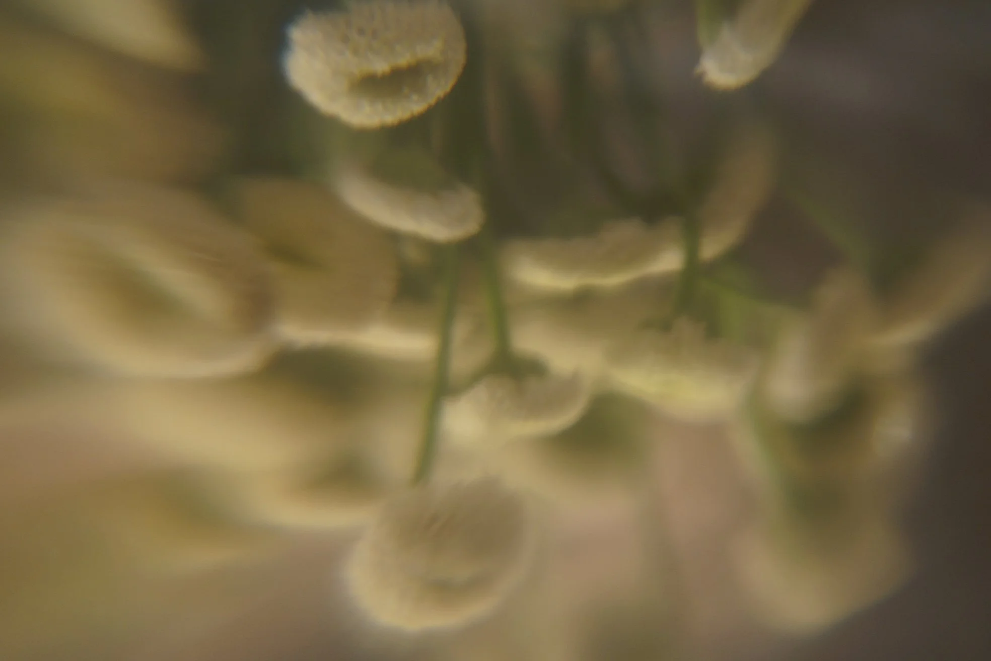 _DSC5325-May Forgiveness Be What Sets Me Free.JPG