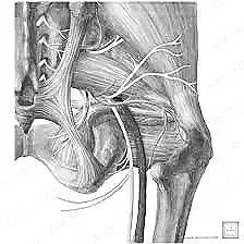Understanding Sciatica: Why the Space Around the Nerve—or Life Stressors—Can Be the Culprit
