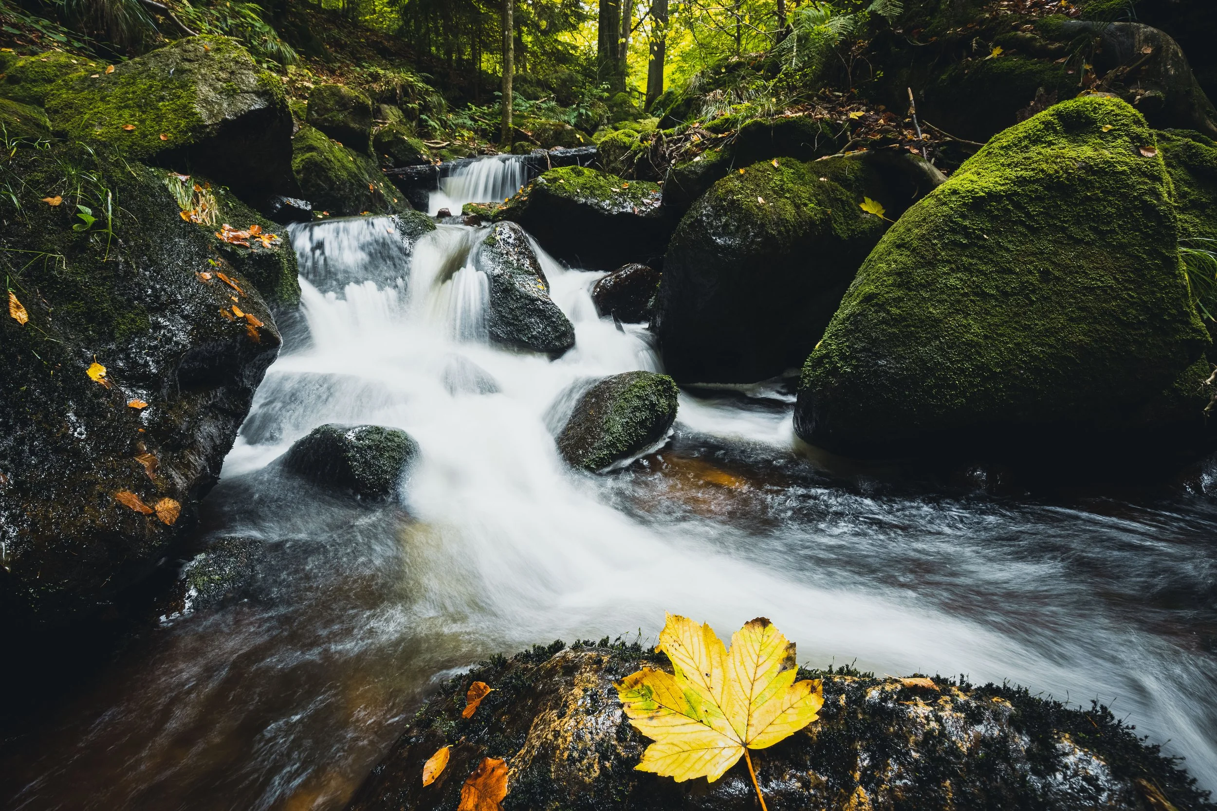Ein kleiner Bach fließt durch einen bewaldeten Bereich mit größeren moosbedeckten Steinen, einige gelbe und orange Blätter liegen auf einem Stein im Vordergrund