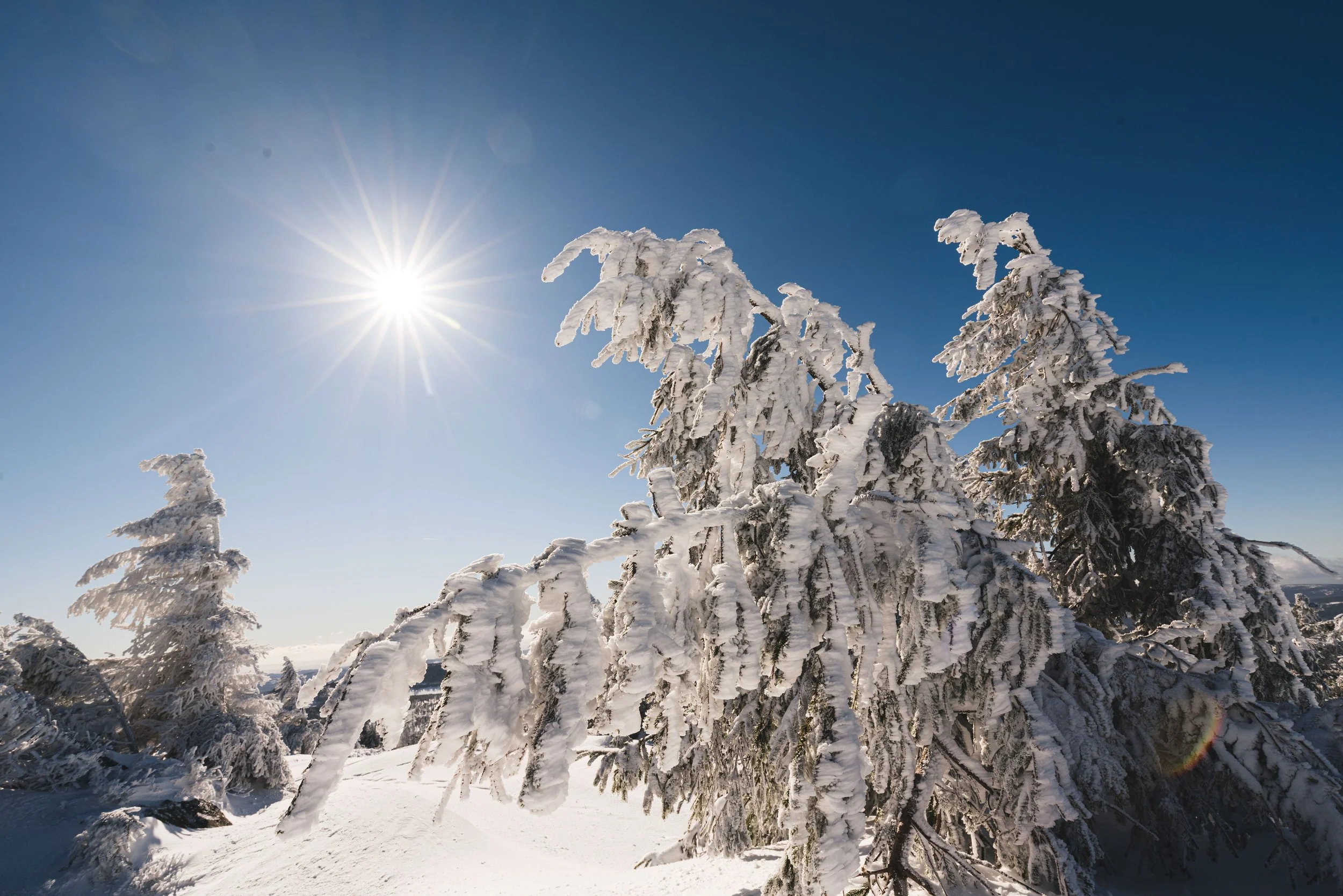 Schneebedeuchte Tannenbäume unter klarem blauen Himmel mit Sonne