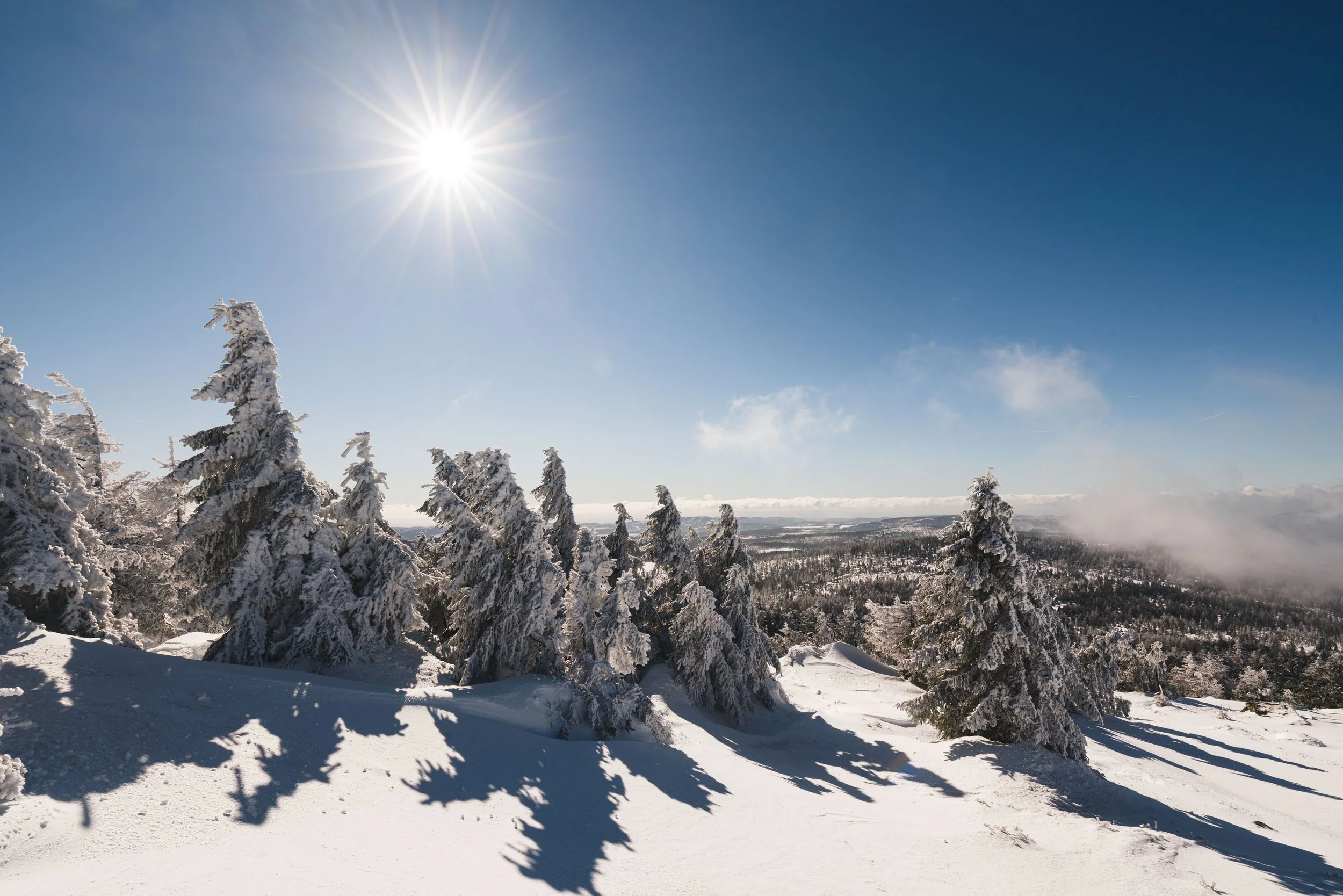 Schneebedeckte Tannenbäume in einer Winterlandschaft unter klarem blauen Himmel und Sonnenschein