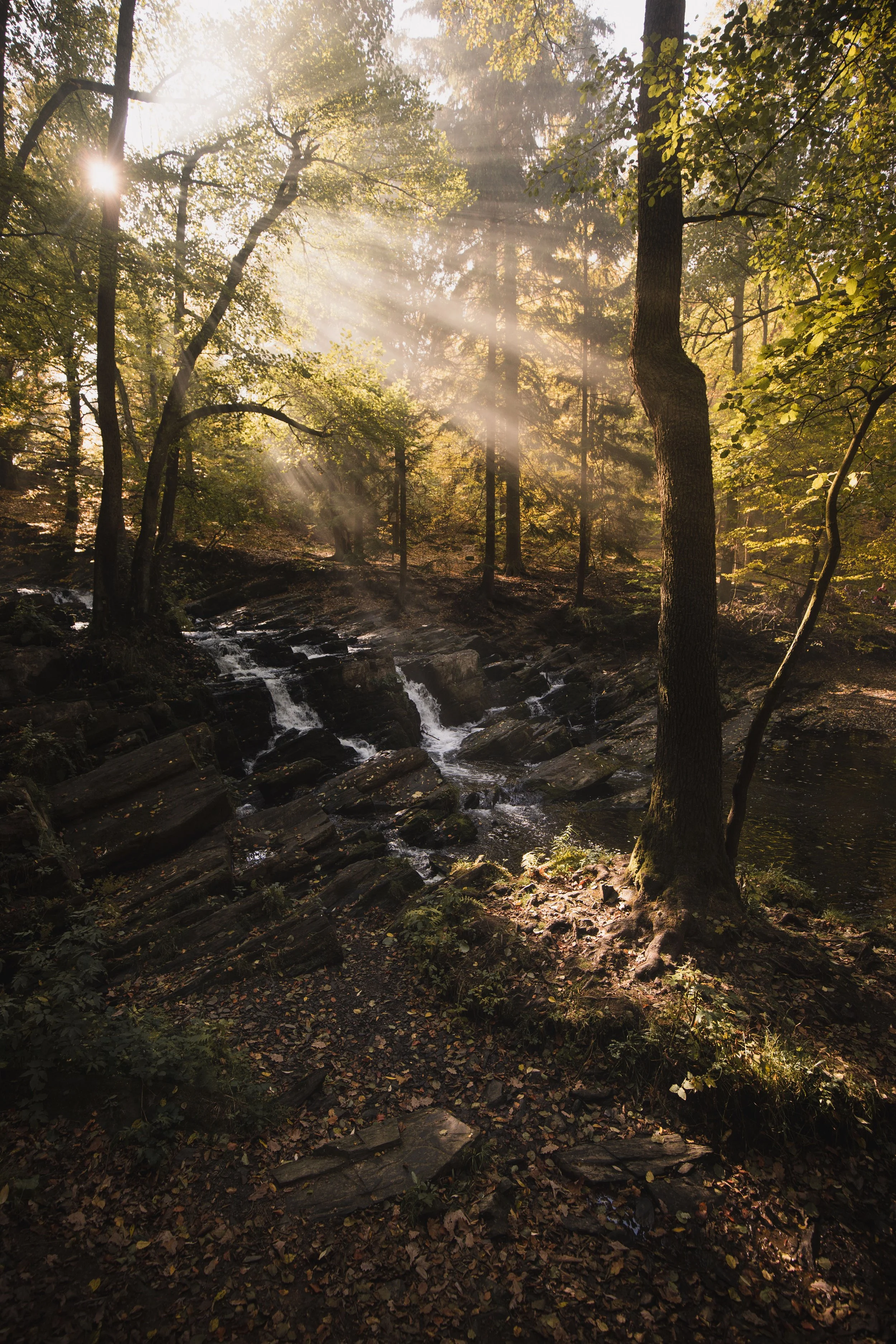 Sonnenstrahlen dringen durch Bäume in einem ruhigen, bewaldeten Bach mit Steinen im Sonnenlicht.