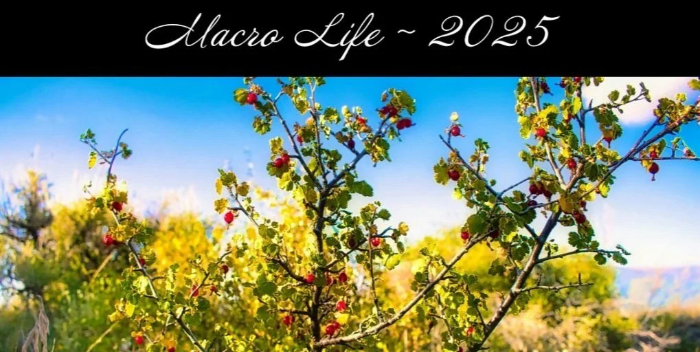 Macro Life ~ 2025 Calendar