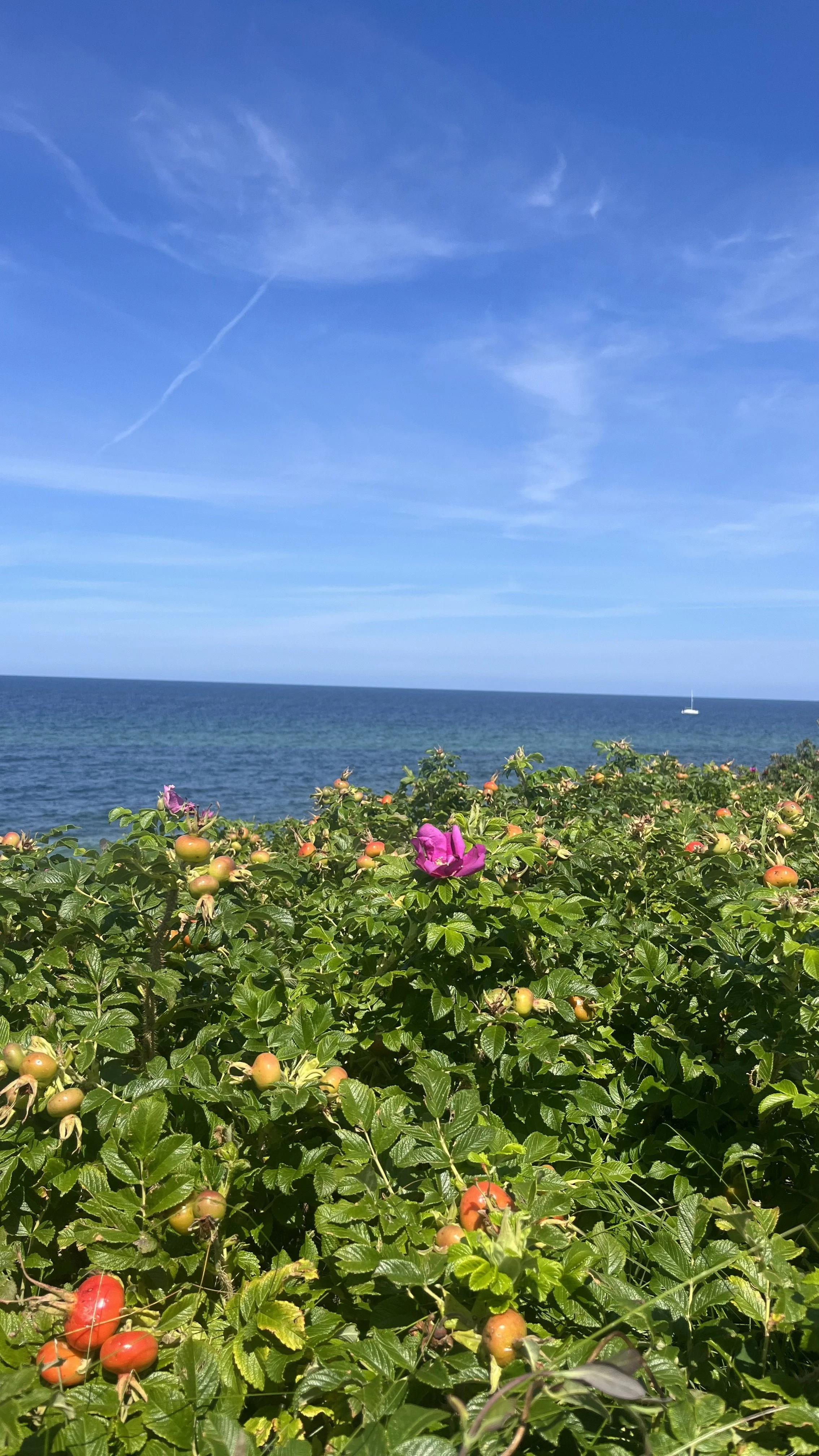 IMG_6029.jpeg