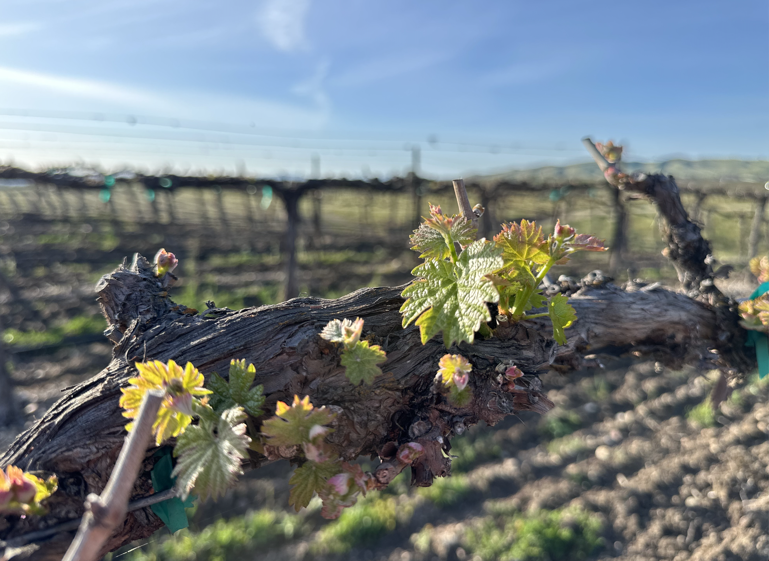 Bud break in the vineyard 