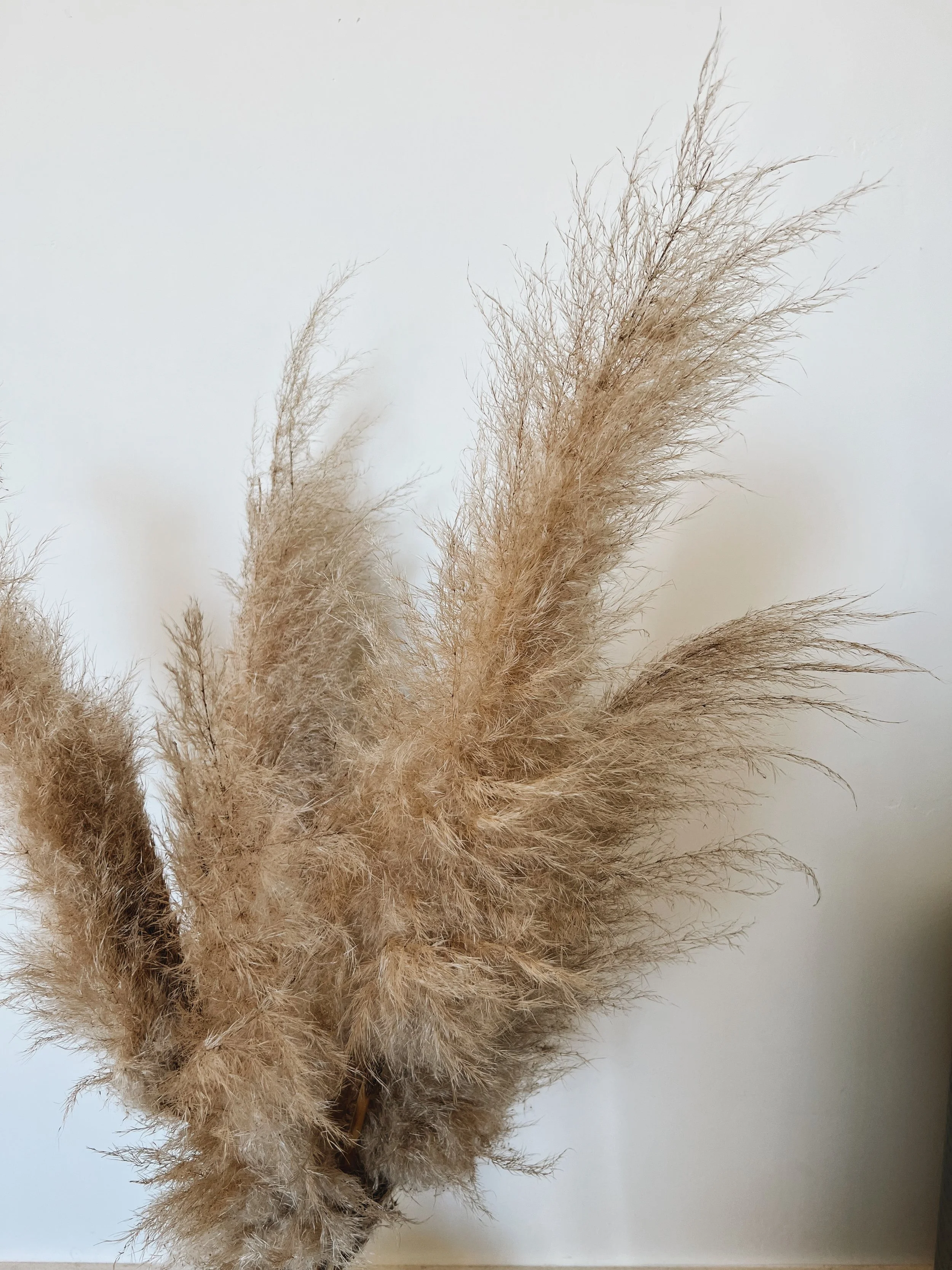 Pampas grass, soft and full, supportive work for survival responses