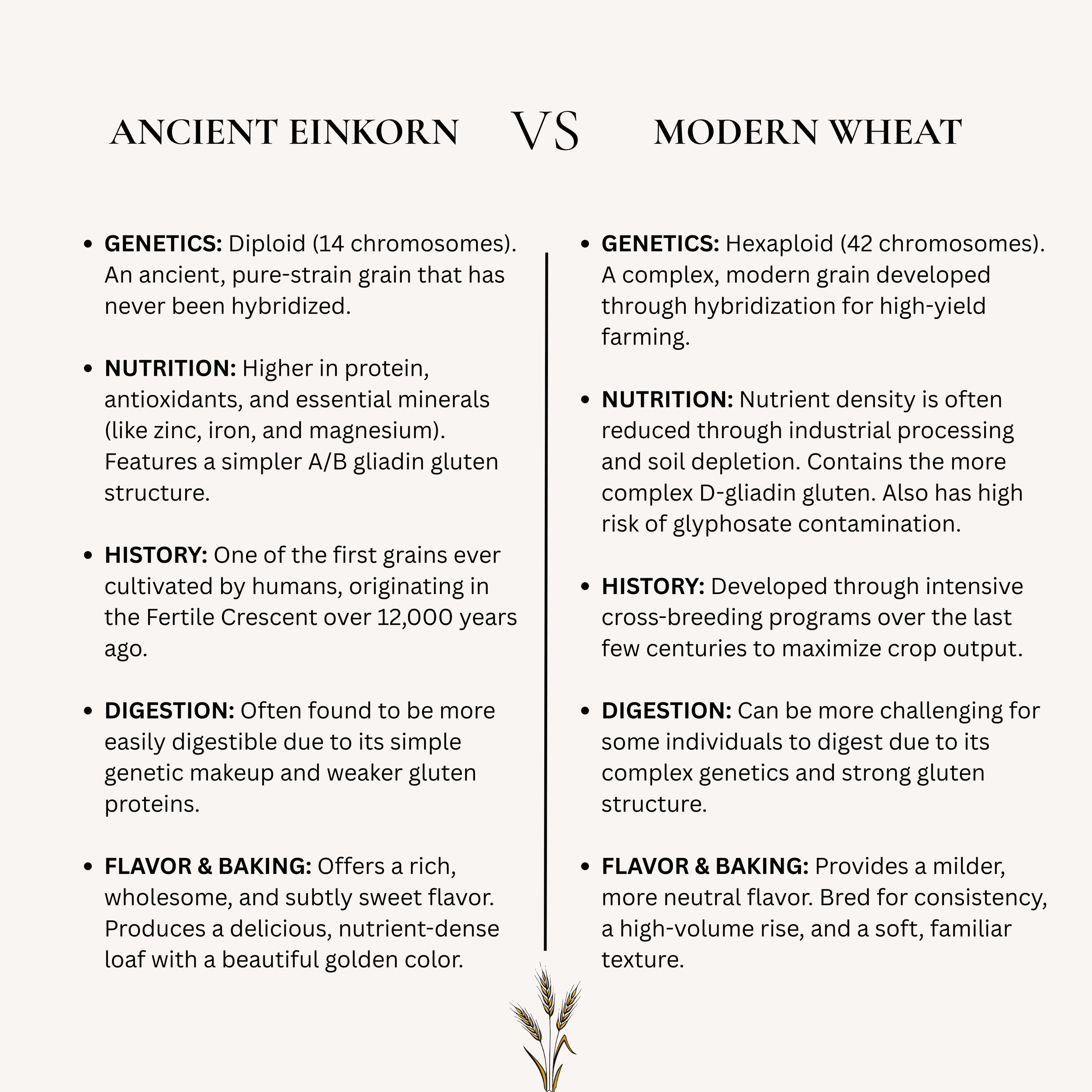 Ancient Einkorn wheat VS Modern Wheat