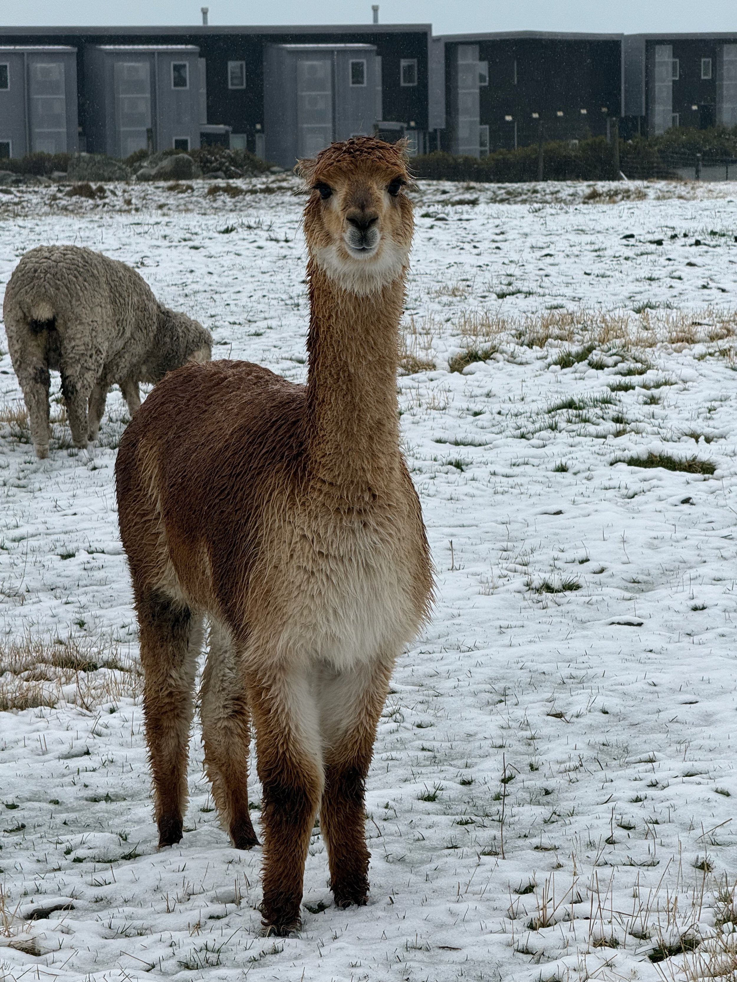 Lake Tekapo