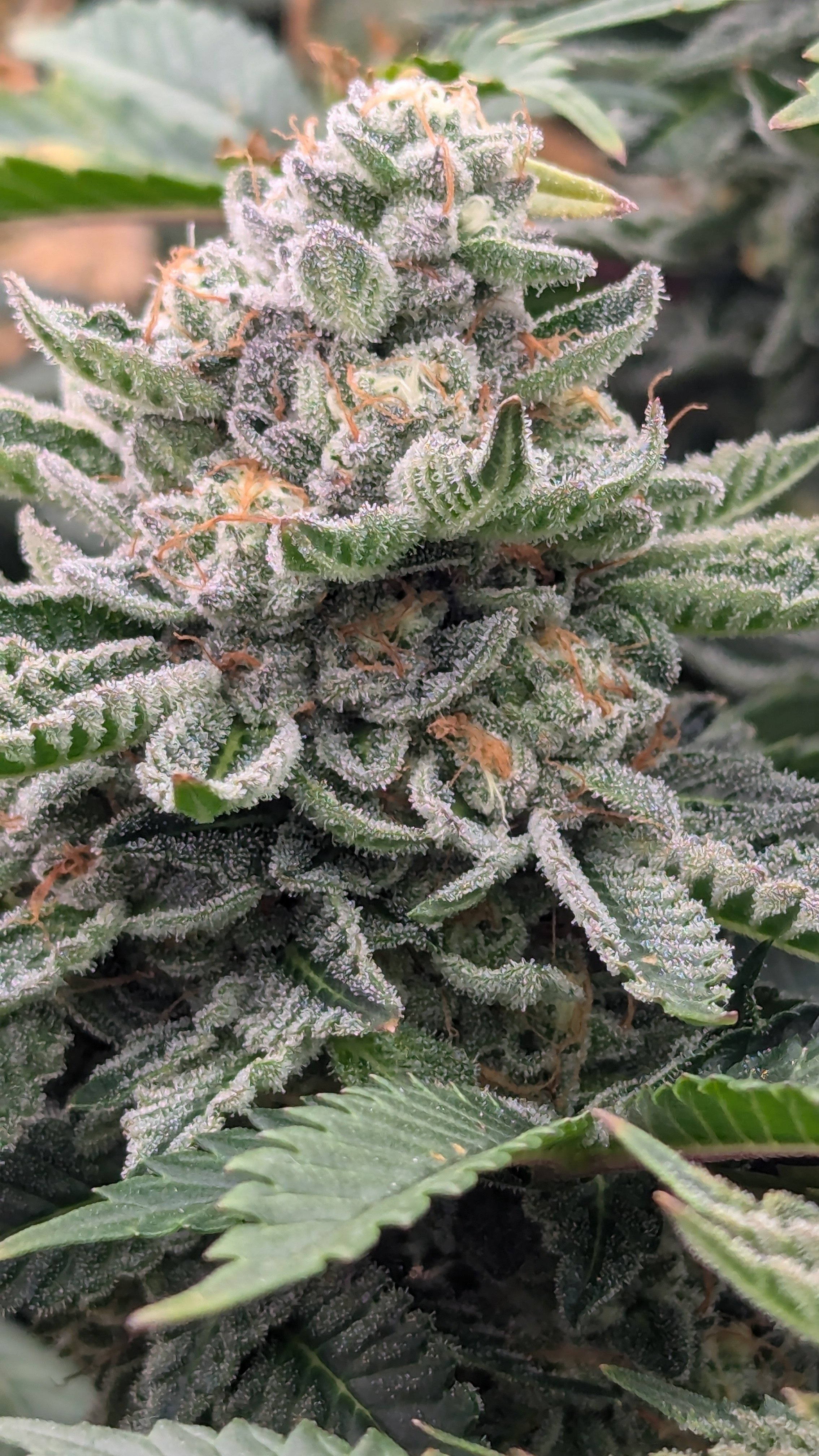 Sour Valley Cookies 1.jpg