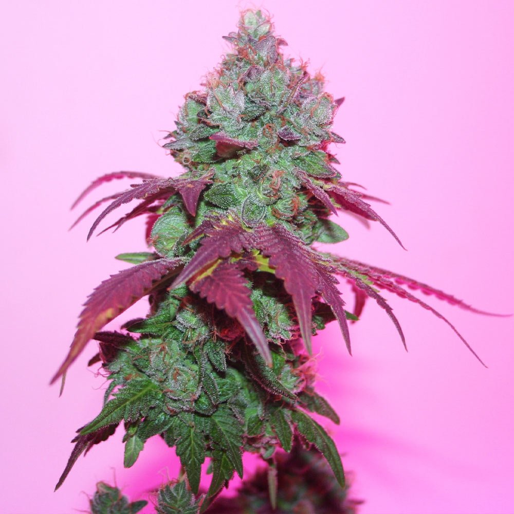 violet-cookies-regular-cannabis-seeds.jpg