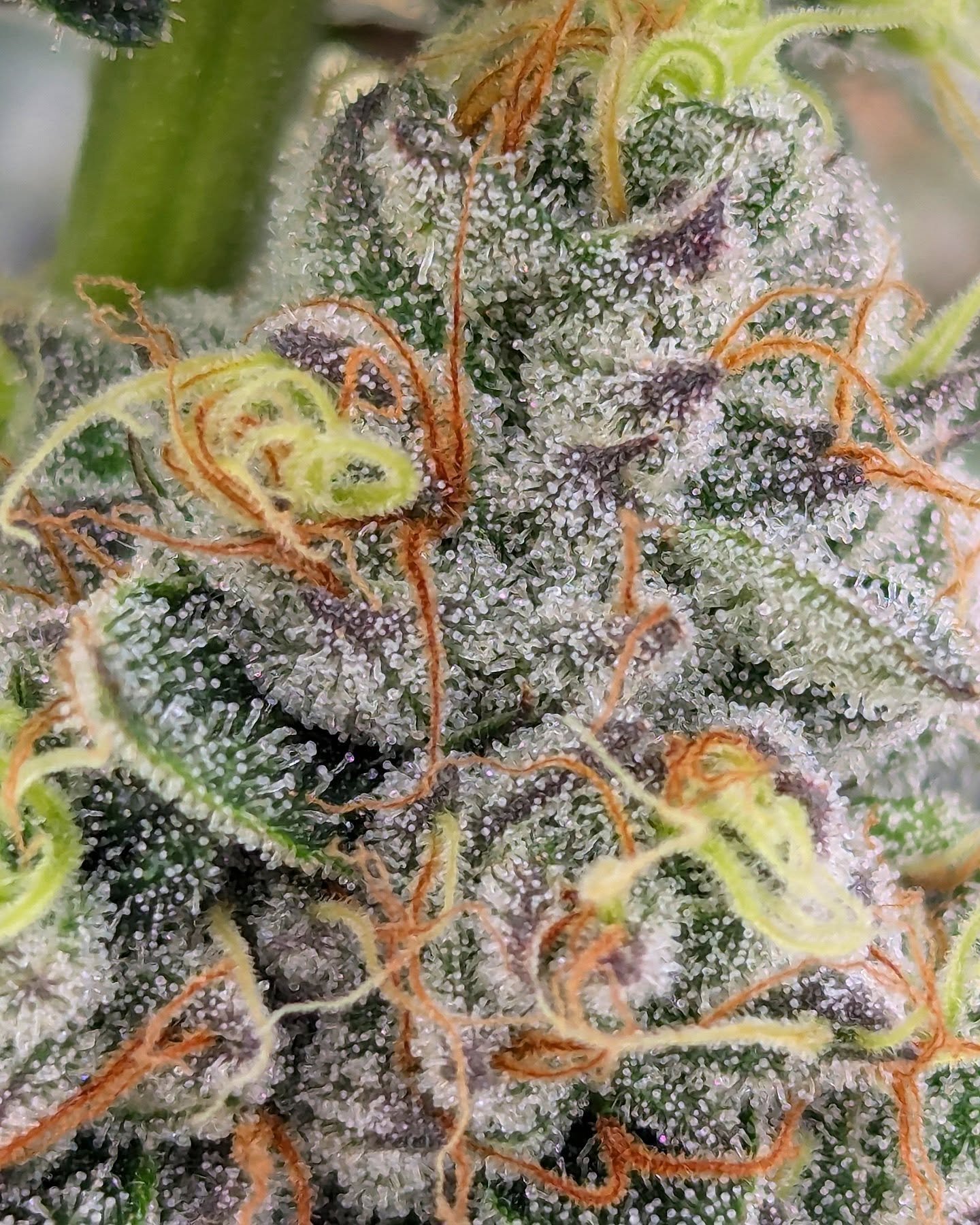 Sherbanger Kush - Regular

Seeds available at TrueCannaGenetics.com

#SherbangerKush #Sherbanger22 #ComeBackKush #Truecannabliss #TrueCannaGenetics #ad