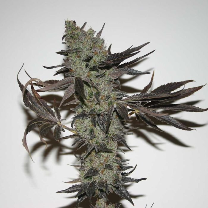 cookie-fever-true-canna-genetics.jpg