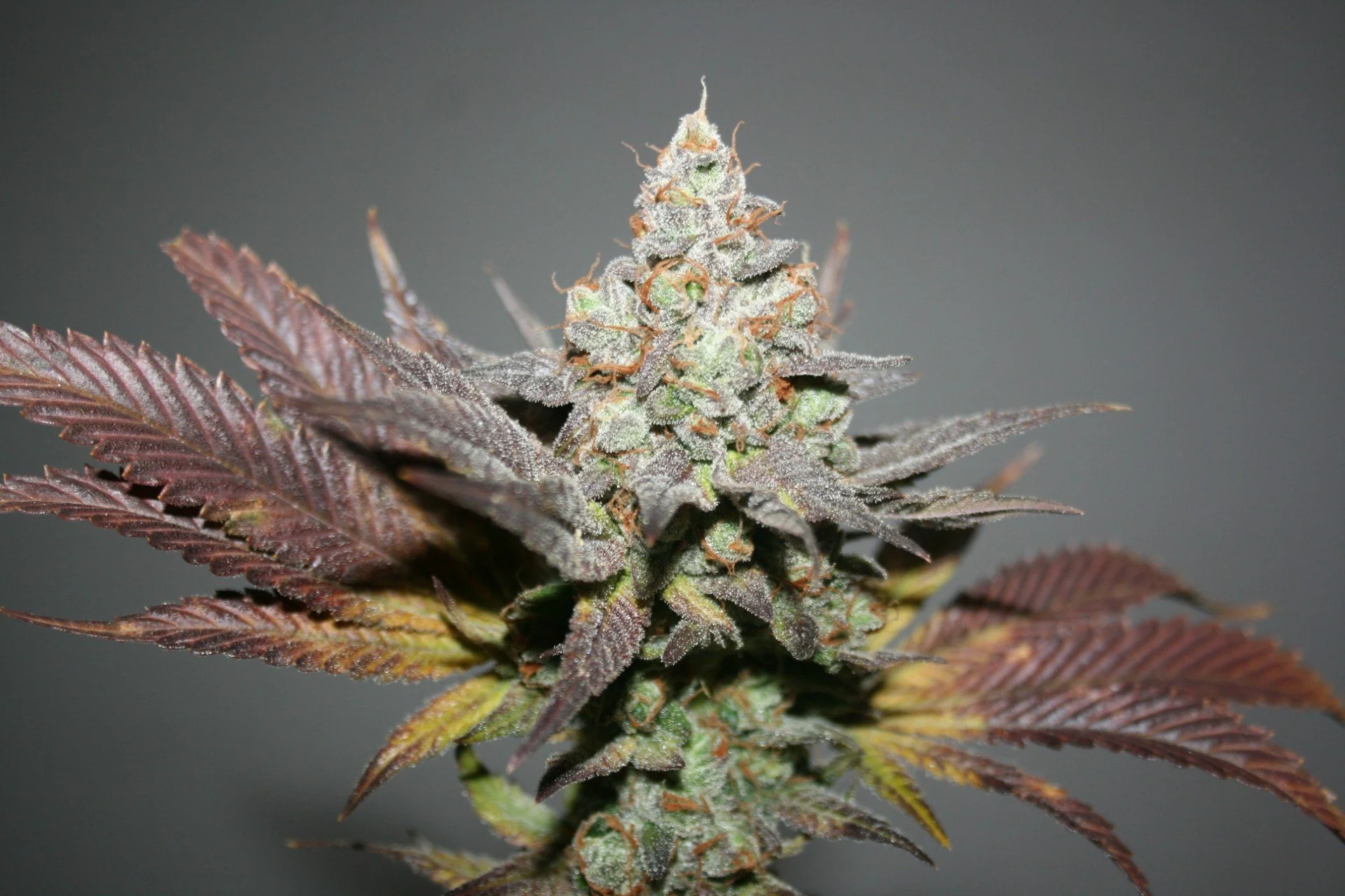Casey Kush 2.jpg