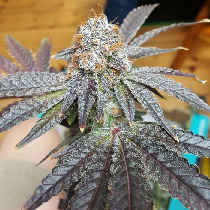 crimson-cookies-true-canna-genetics.jpg