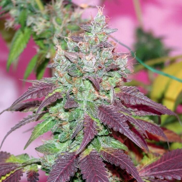 violet-cookies---true-canna-genetics.jpg