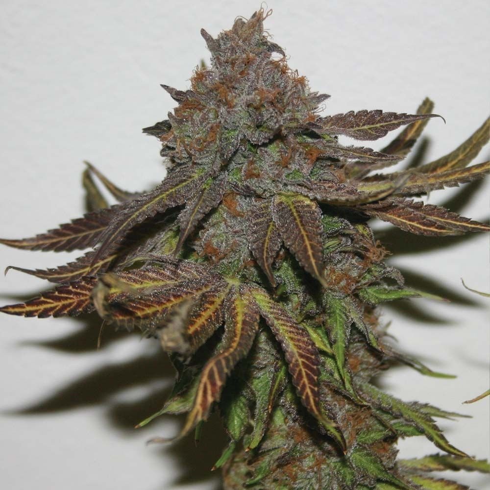 true-canna-genetics-terp-zookie.jpg