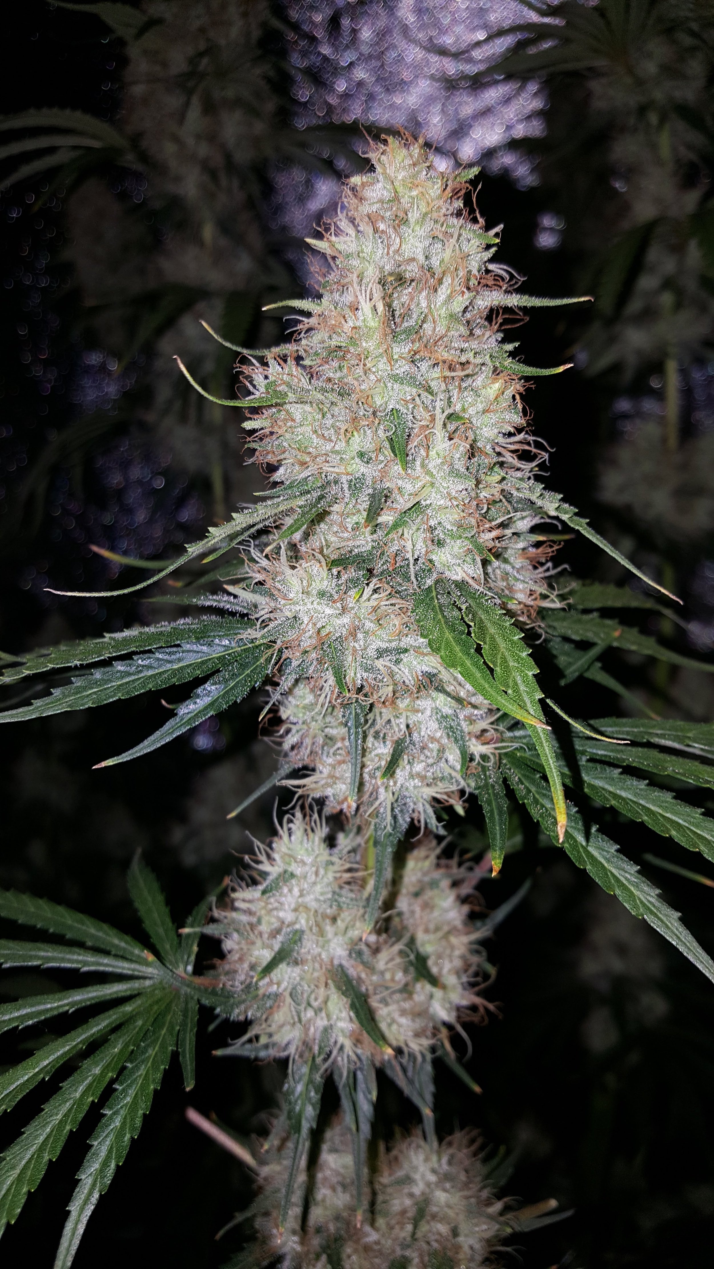 Close-up of a flowering cannabis plant with white trichomes and orange pistils.